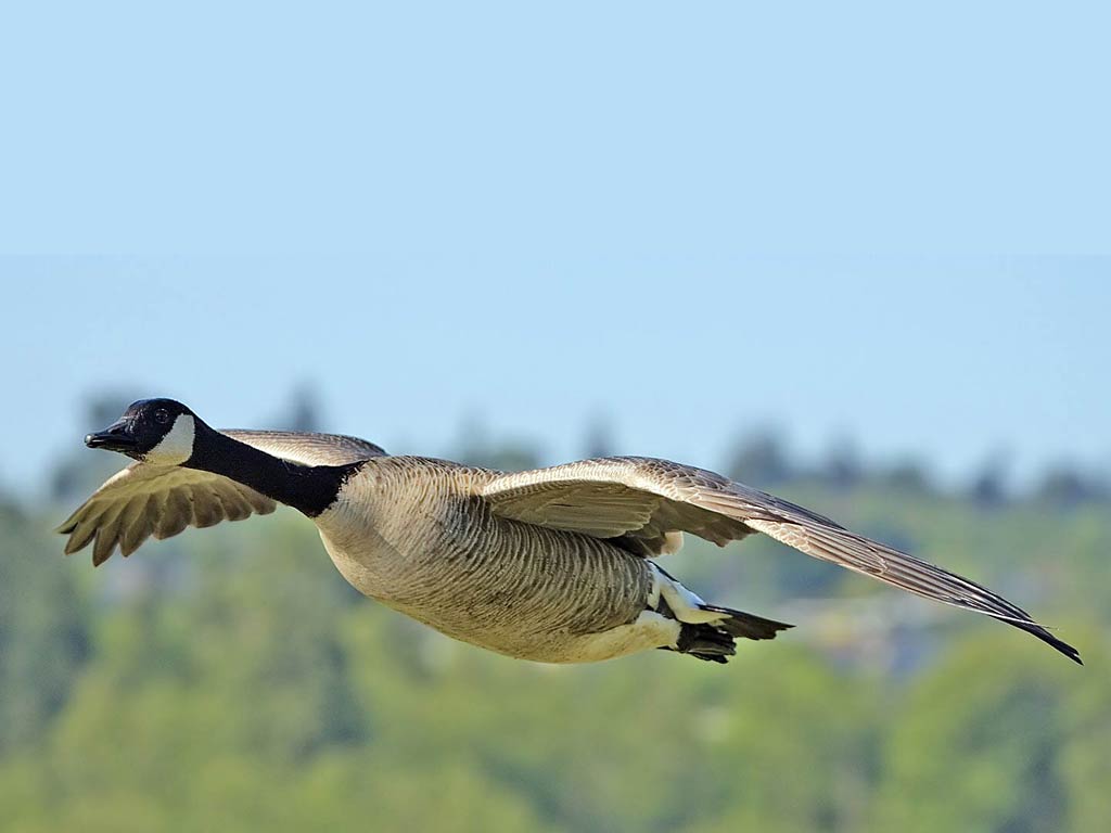 1024x768 Free Goose Wallpaper