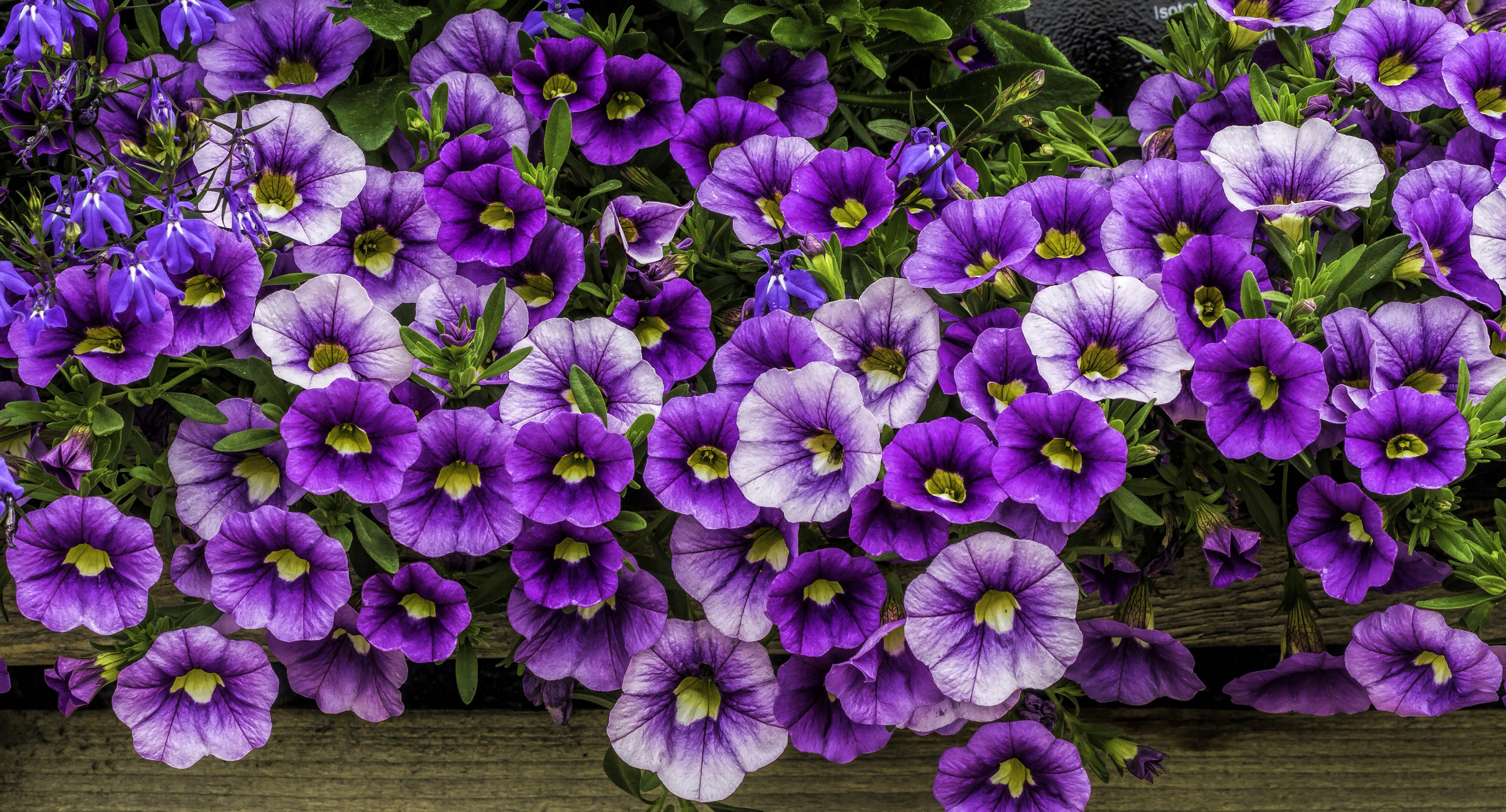 3800x2050 Purple Petunias