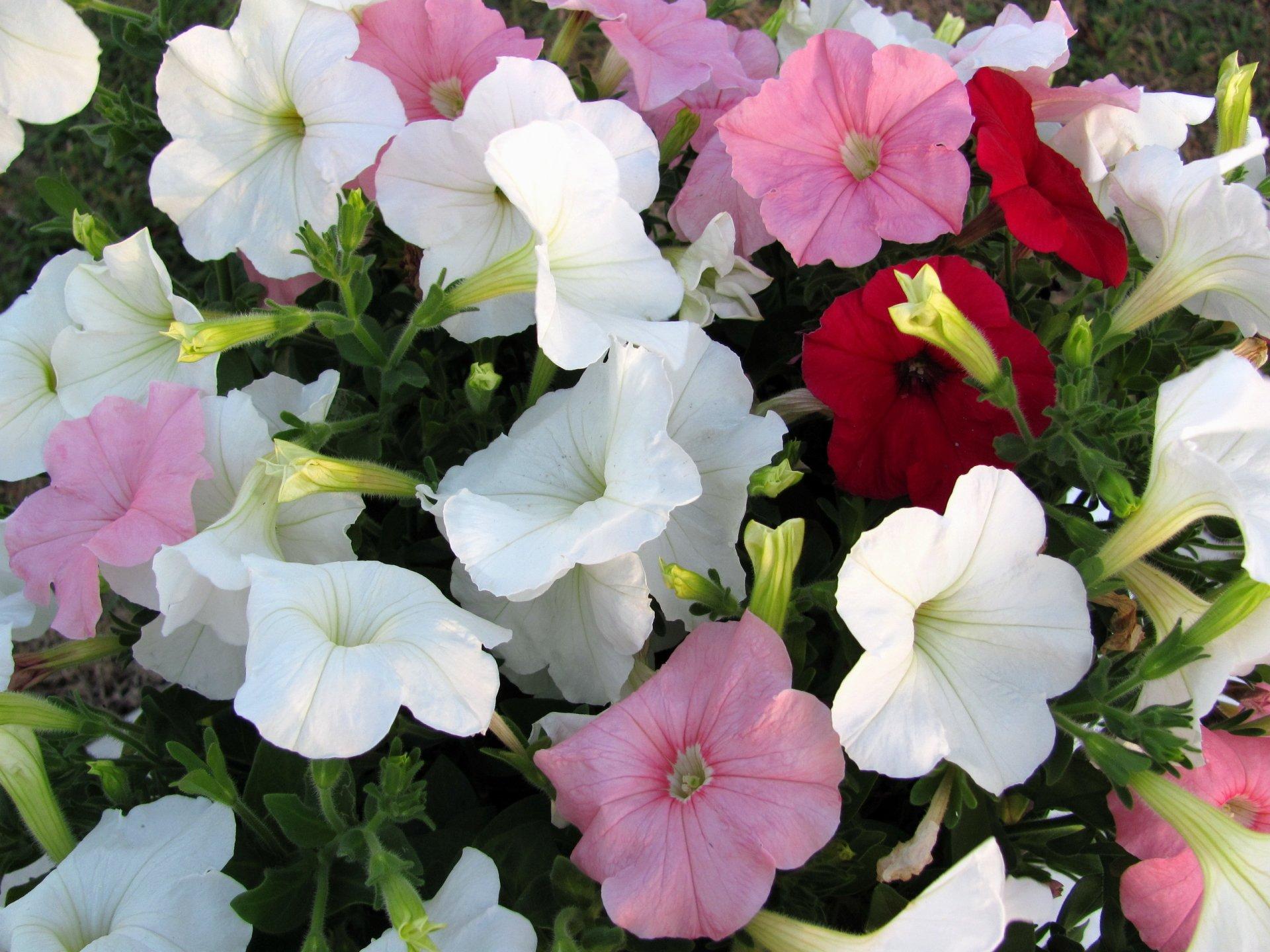 1920x1440 Petunia HD Wallpaper and Background