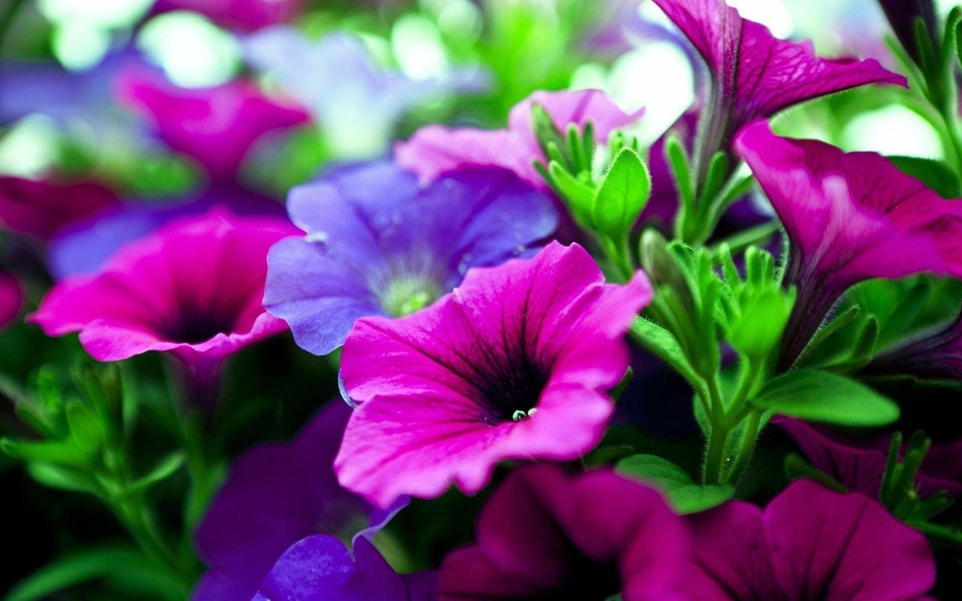 Dynamic Petunia Flower Seeds Abstract Illustration Dynamic Petunia Flower Seeds Abstract Illustration