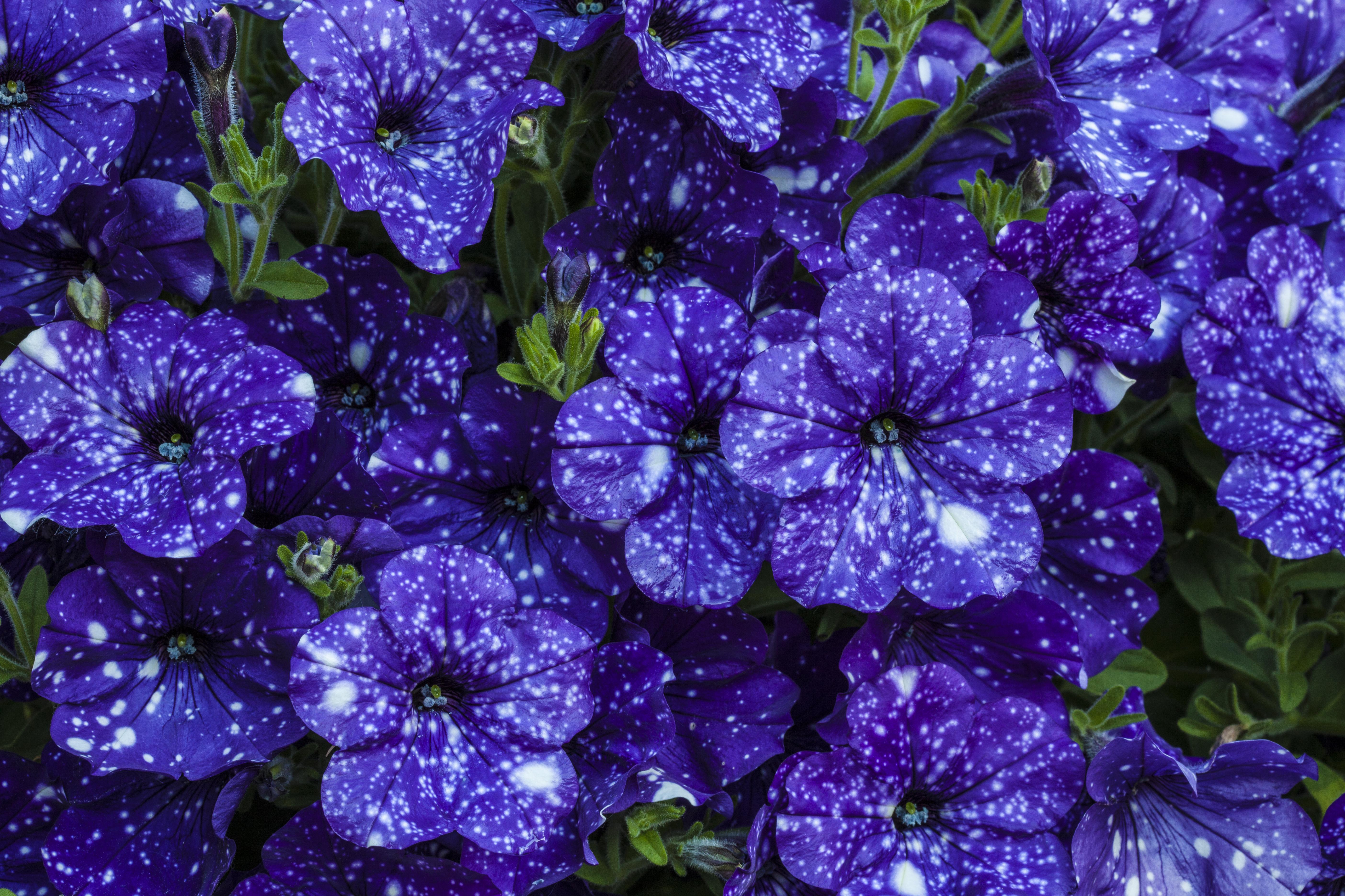 5616x3744 Wallpaper Violet Petunia Flowers Closeup 5616x3744