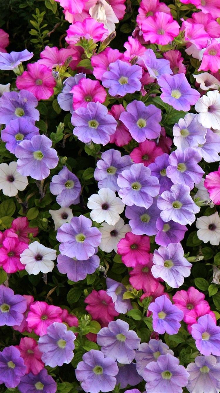 Petunia Wallpapers - Top Free Petunia Backgrounds - WallpaperAccess