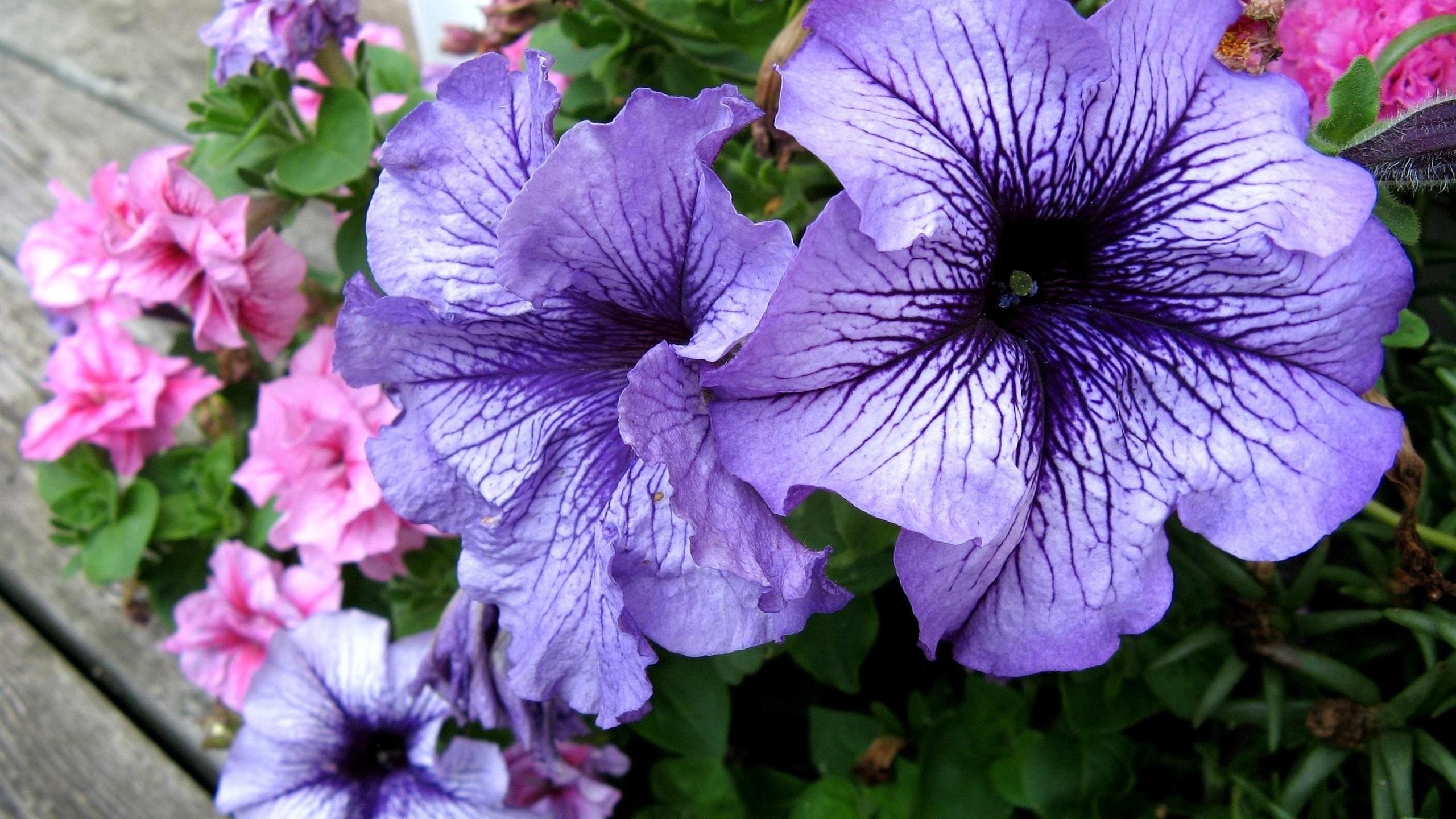 2560x1440 Wallpaper Blue petunias flowers 2560x1600 HD Picture, Image
