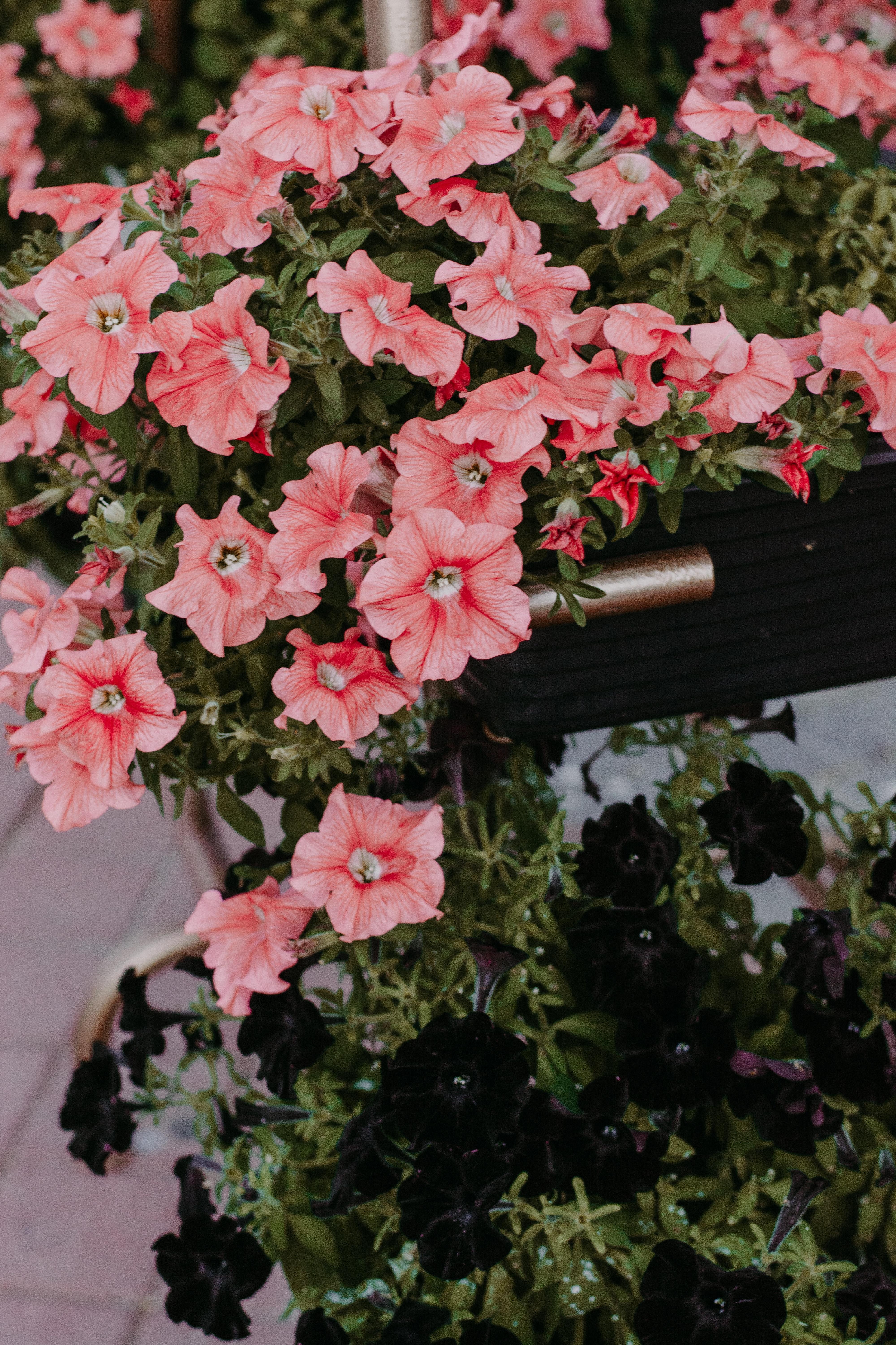 4000x6000 Best Free Petunia & Image · 100% Royalty Free HD Downloads