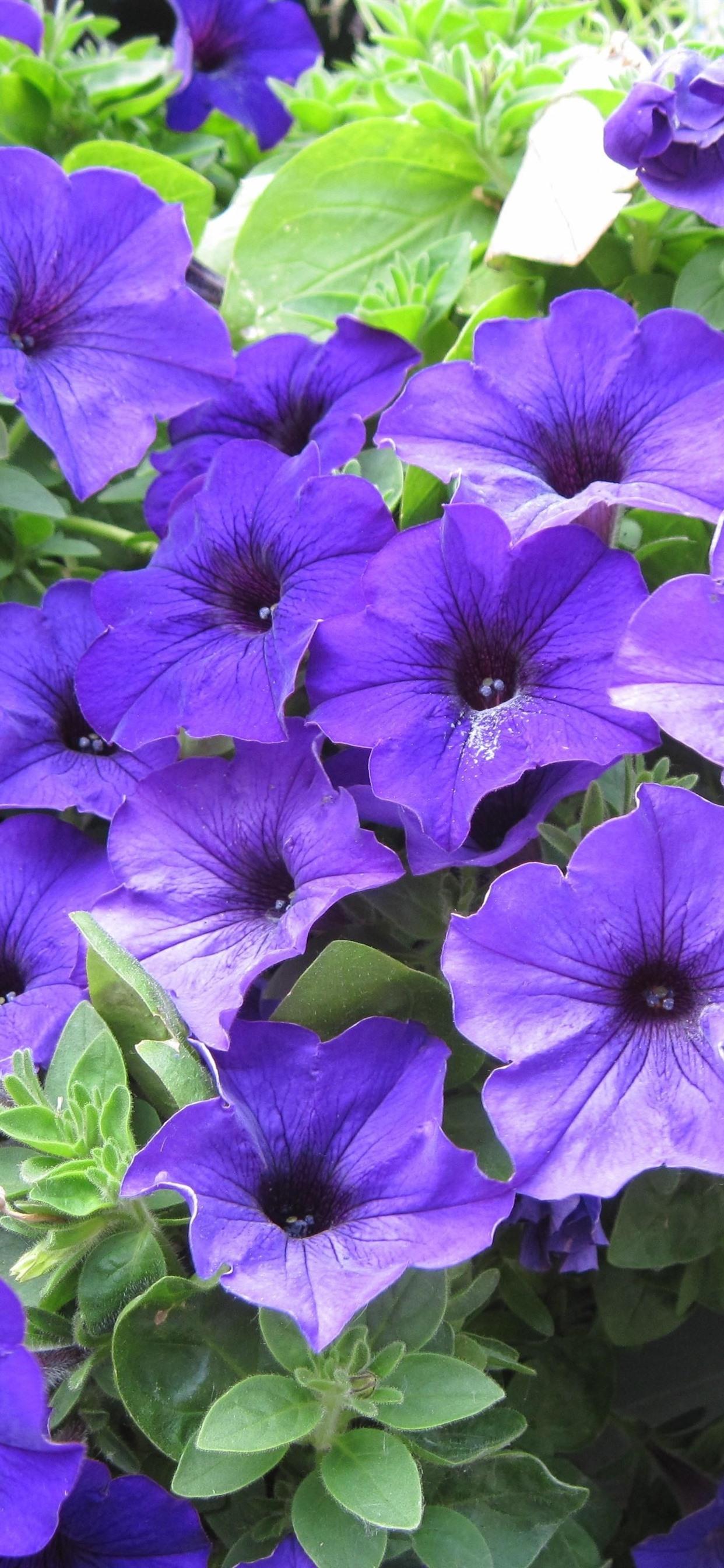 Spectacular Petunia Seeds Online Picture Digital Art Spectacular Petunia Seeds Online Picture Digital Art