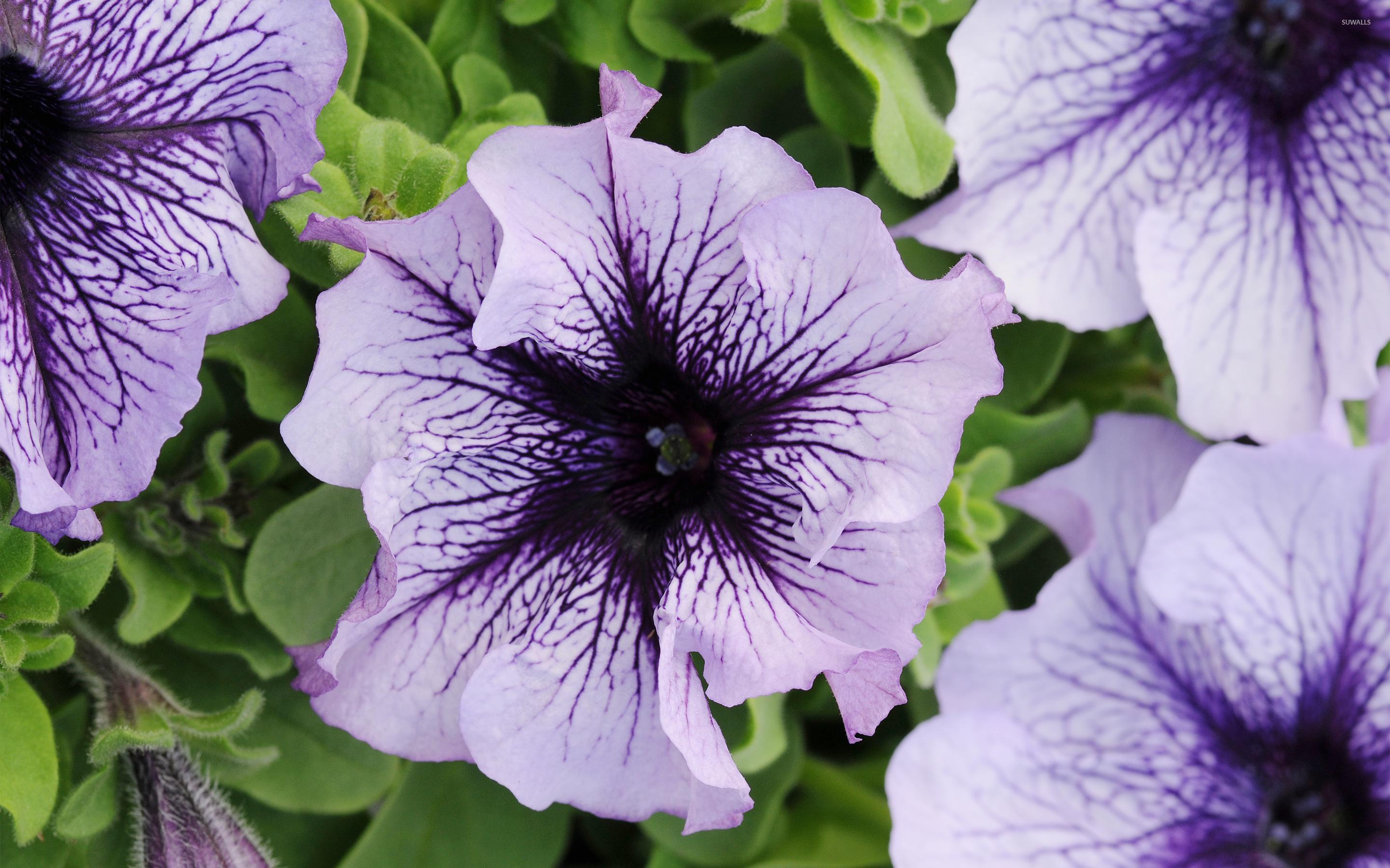 2880x1800 Pretty Petunia Wallpaper