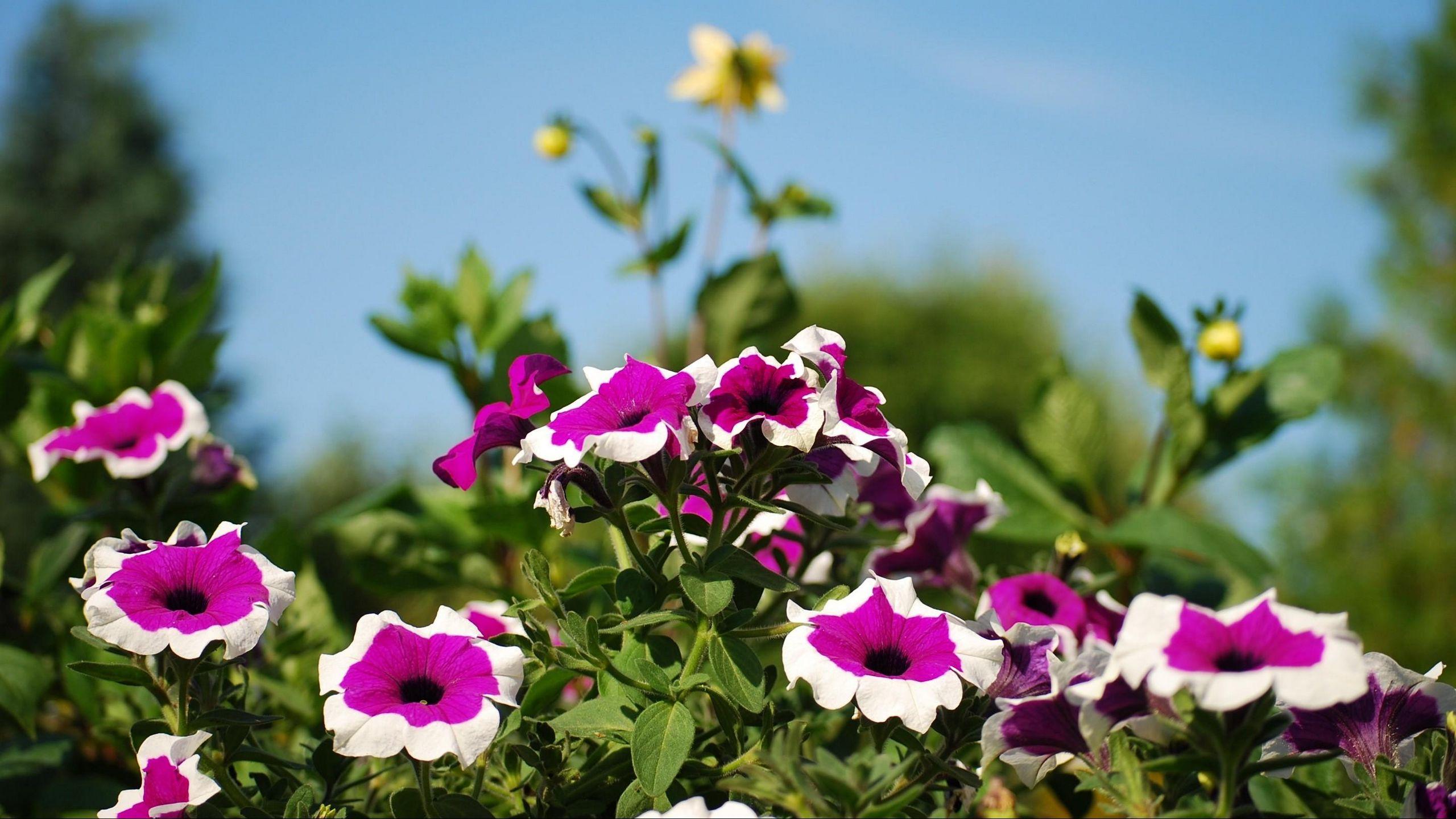 Petunia Wallpapers - Top Free Petunia Backgrounds - WallpaperAccess