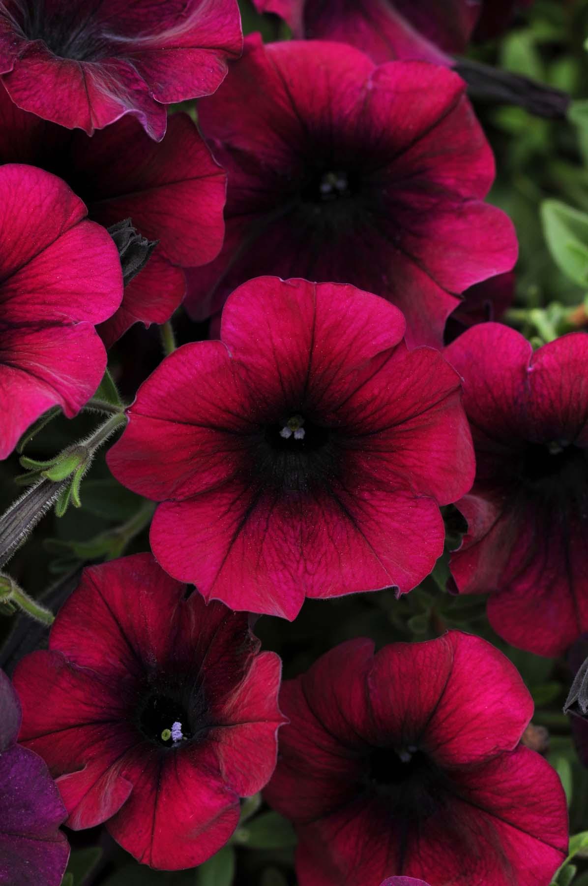 Petunia Wallpapers - Top Free Petunia Backgrounds - WallpaperAccess