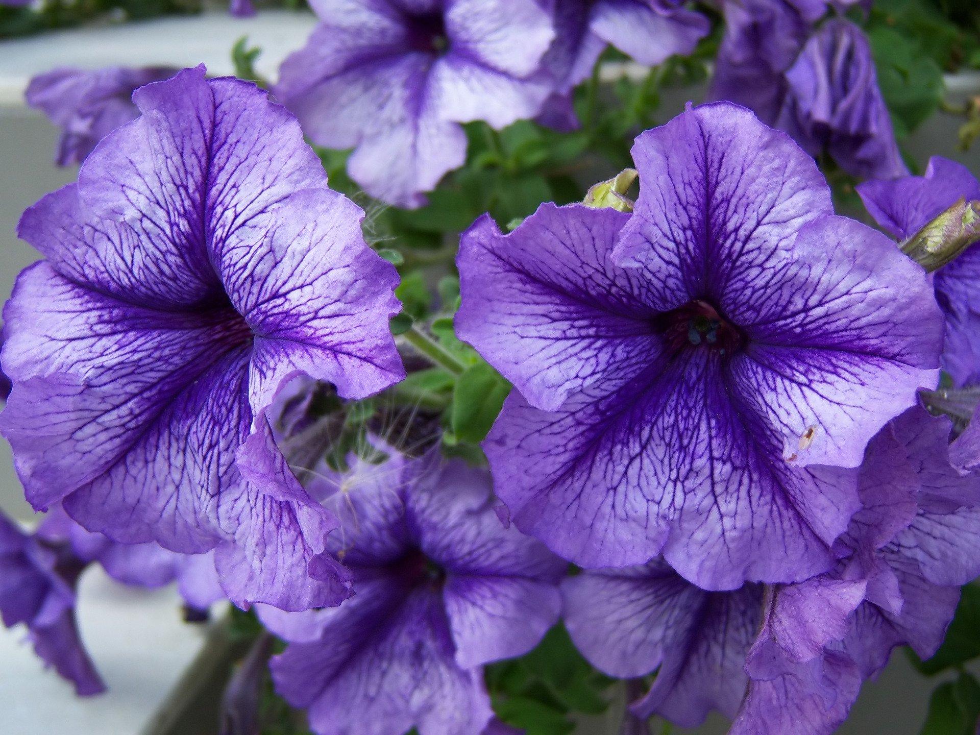 Exquisite Petunia Flower Seeds Capture Art Exquisite Petunia Flower Seeds Capture Art