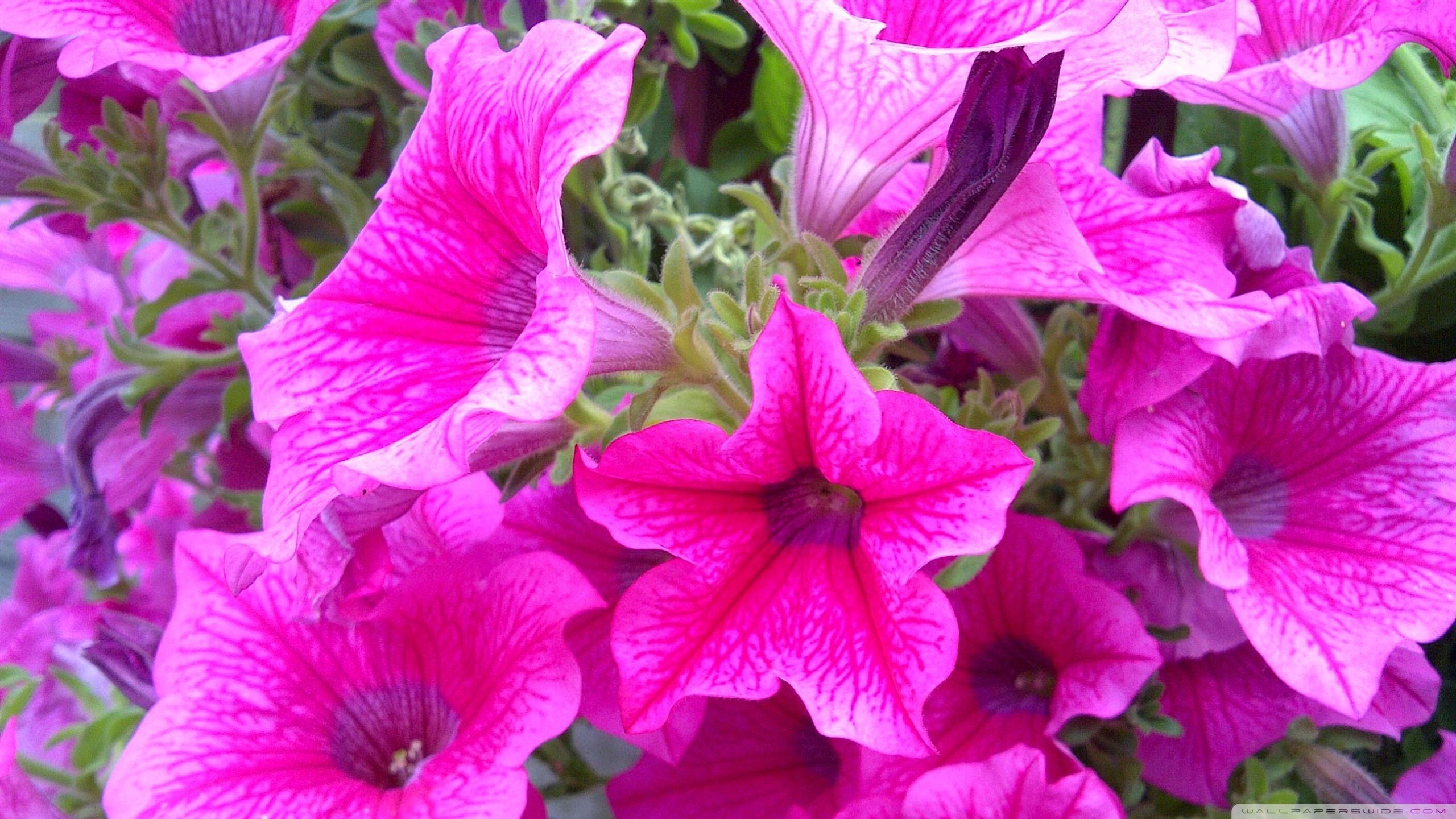 Gorgeous Petunia Flower Seeds Capture Art Gorgeous Petunia Flower Seeds Capture Art
