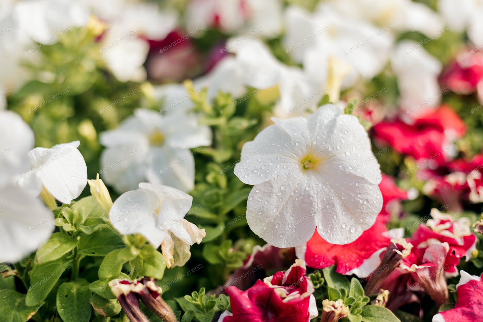 Petunia Wallpapers - Top Free Petunia Backgrounds - WallpaperAccess