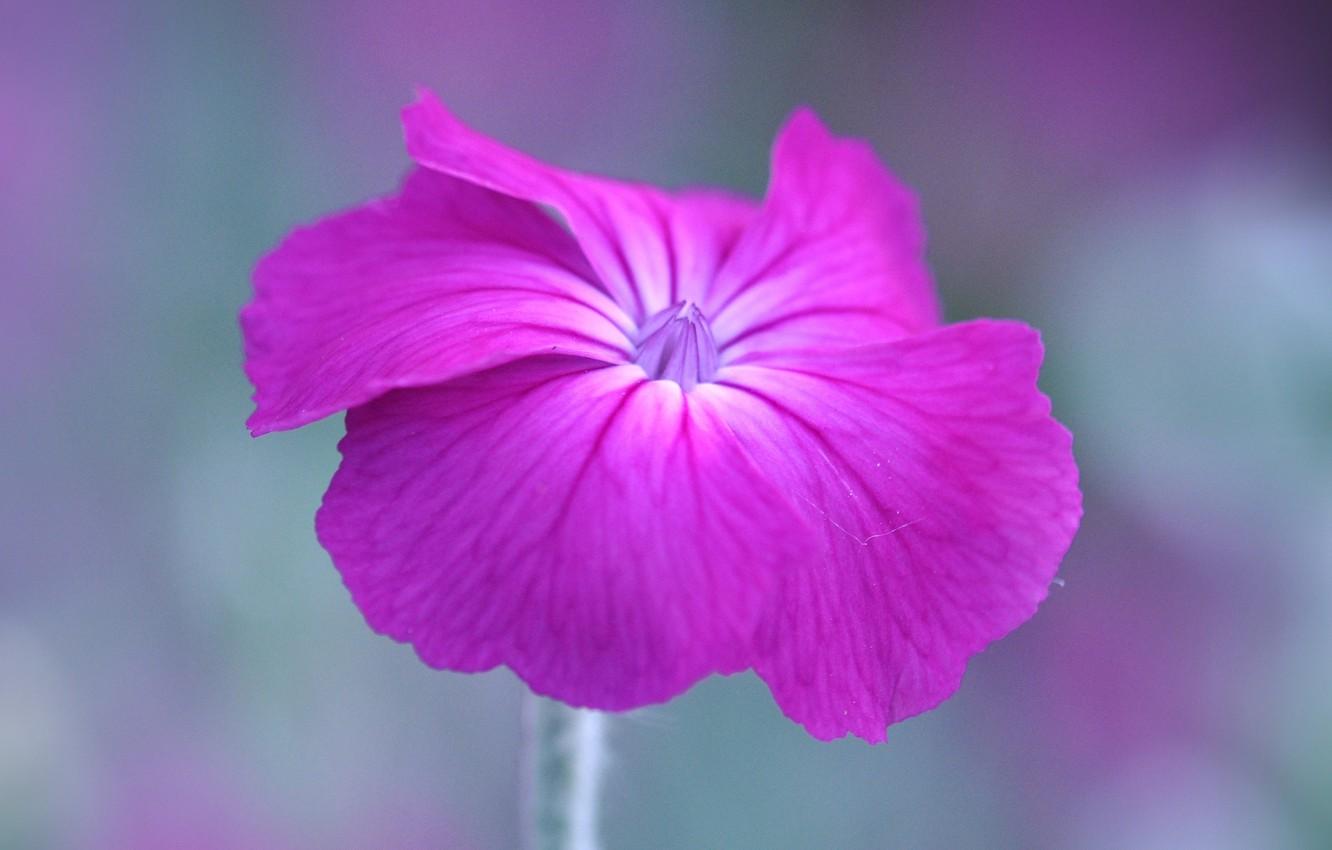 Petunia Wallpapers - Top Free Petunia Backgrounds - WallpaperAccess