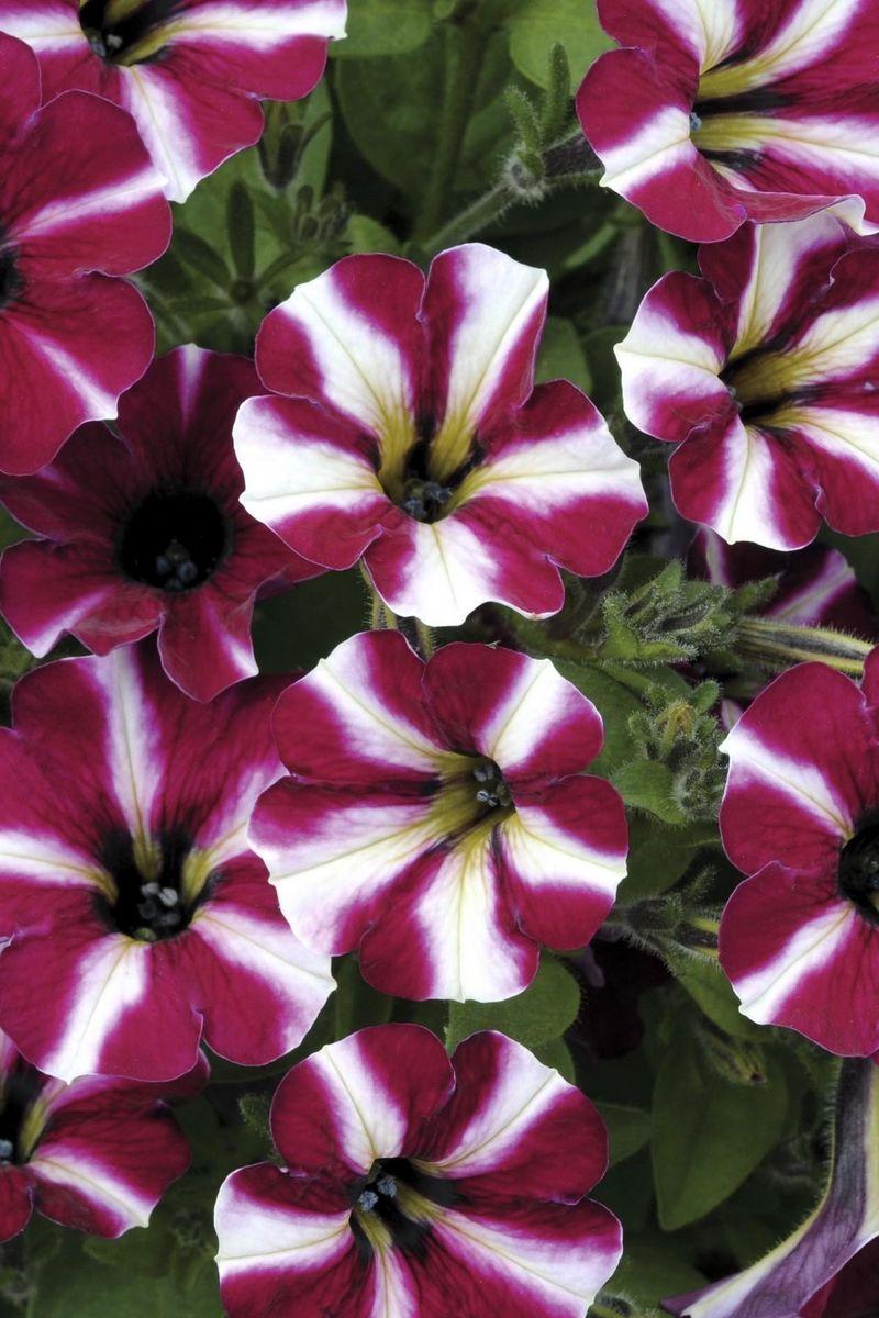 Petunia Wallpapers - Top Free Petunia Backgrounds - WallpaperAccess