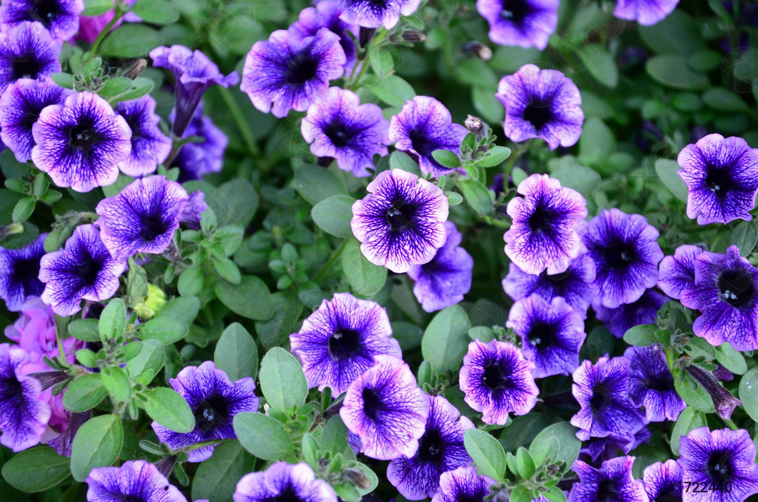Breathtaking Petunia Flower Seeds Image for Your Screen Breathtaking Petunia Flower Seeds Image for Your Screen