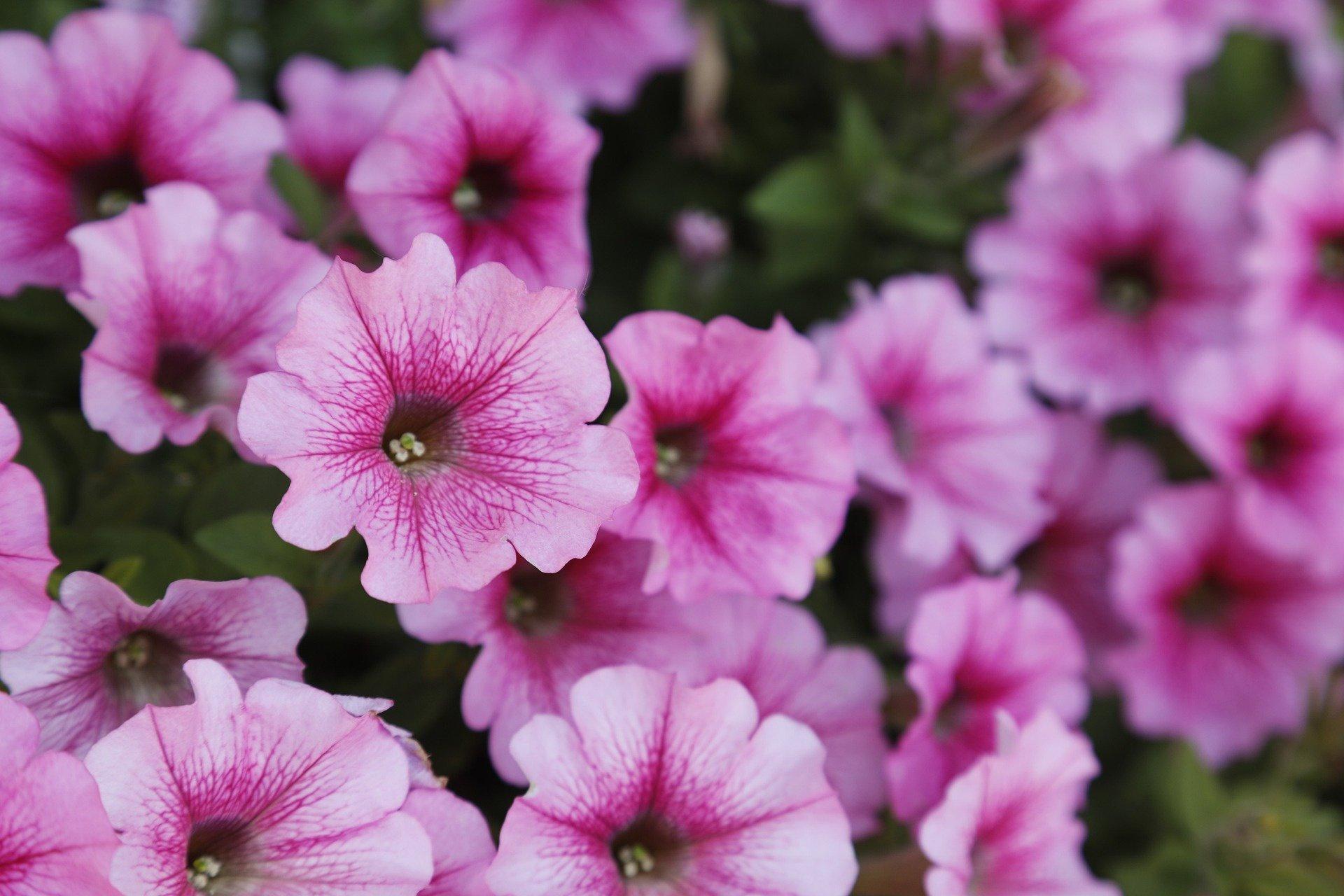 Captivating Petunia Flower Seeds Background for Your Screen Captivating Petunia Flower Seeds Background for Your Screen