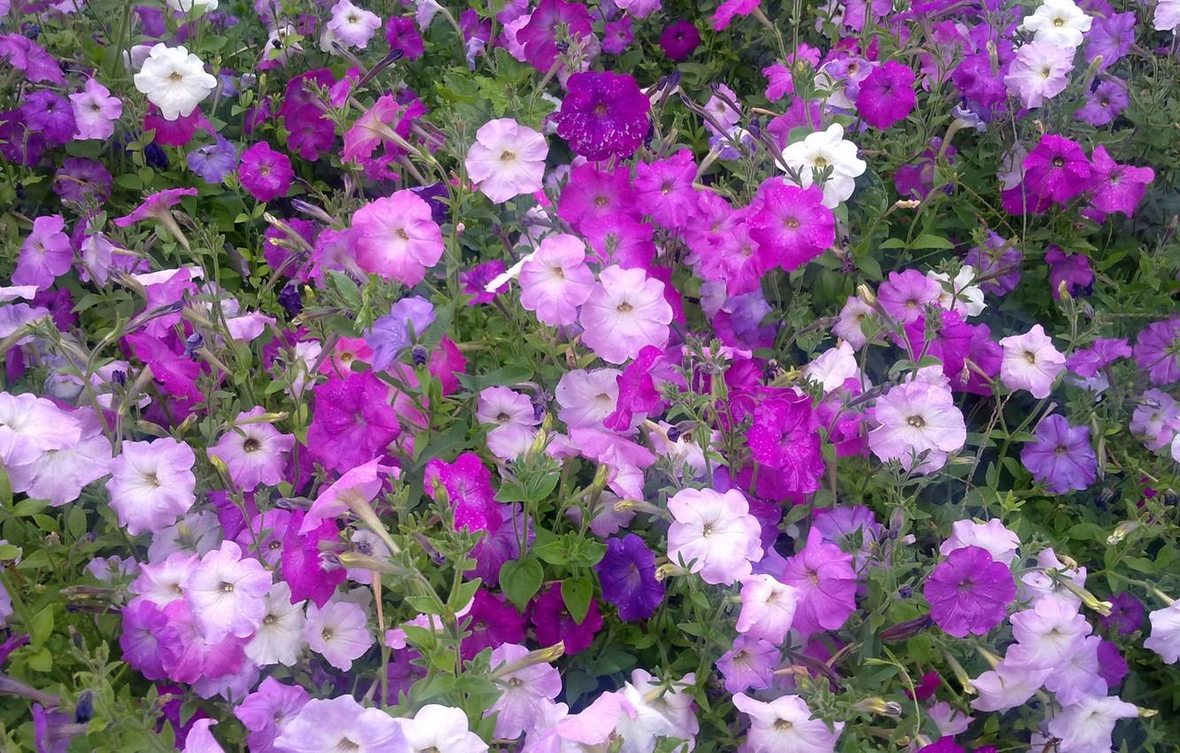 1332x850 Wallpaper flowers, Summer, colorful, a riot of colors, Petunia image for desktop, section цветы