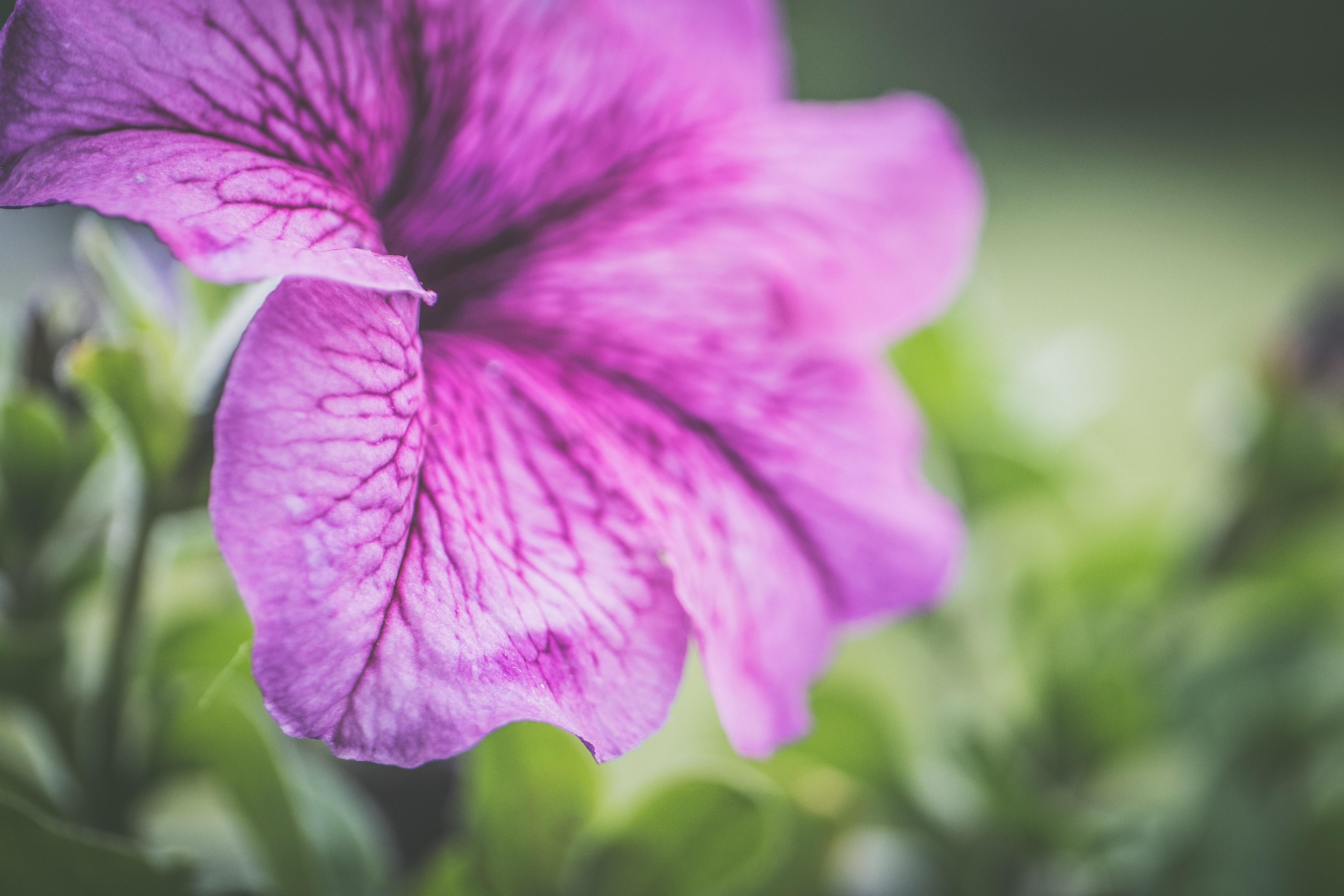 Vibrant Petunia Flower Seeds Background for Your Screen Vibrant Petunia Flower Seeds Background for Your Screen