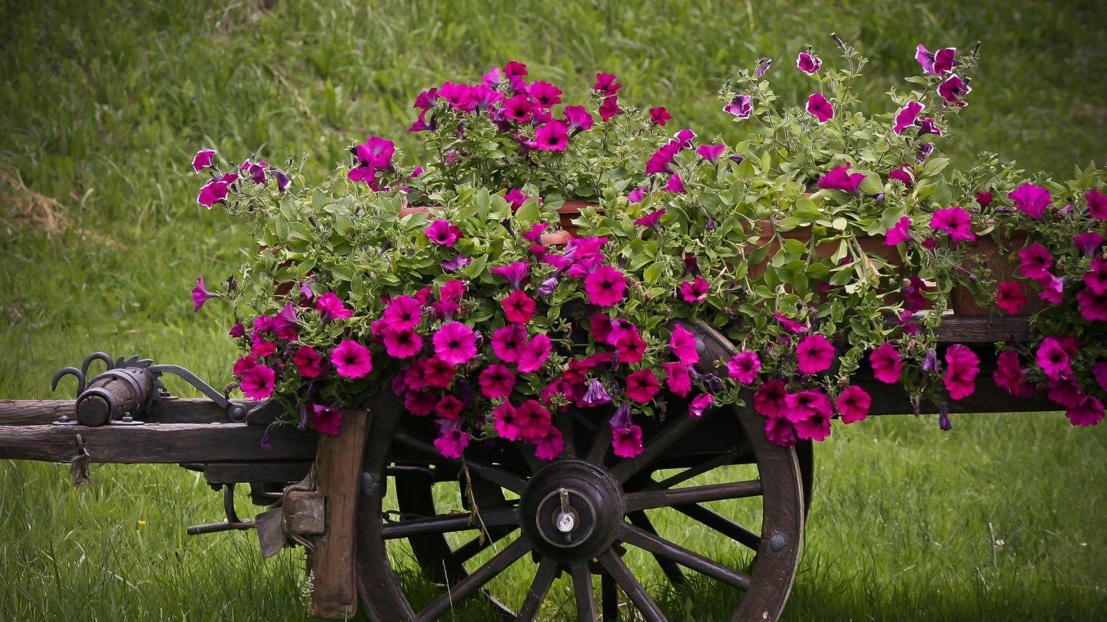 1600x900 Download wallpaper 1600x900 petunia, pots, cart, grass, beautiful widescreen 16:9 HD background
