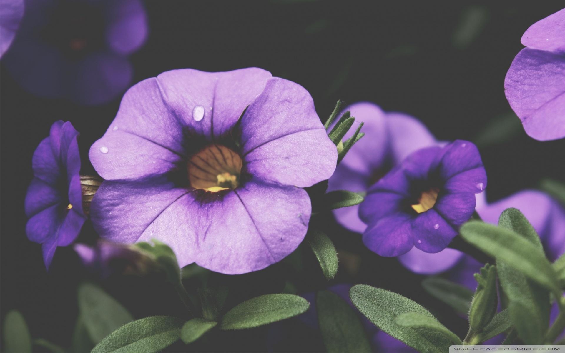 Petunia Wallpapers - Top Free Petunia Backgrounds - WallpaperAccess
