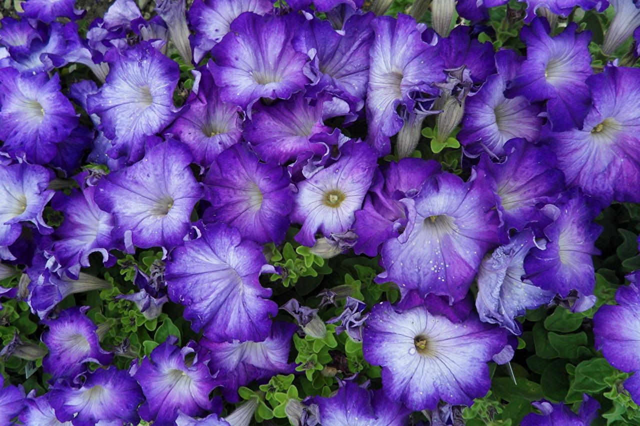 Gorgeous Petunia Flower Seeds Wallpaper for Your Screen Gorgeous Petunia Flower Seeds Wallpaper for Your Screen