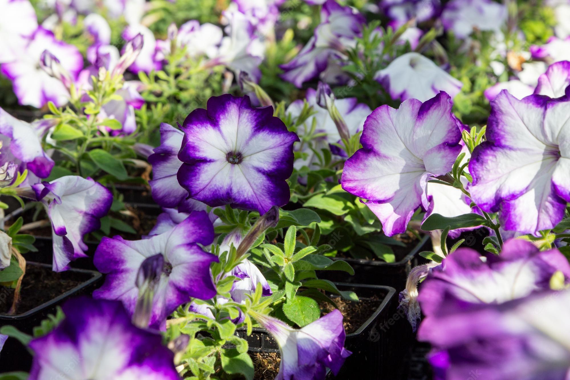 2000x1333 Purple Petunia Image. Free Vectors, & PSD