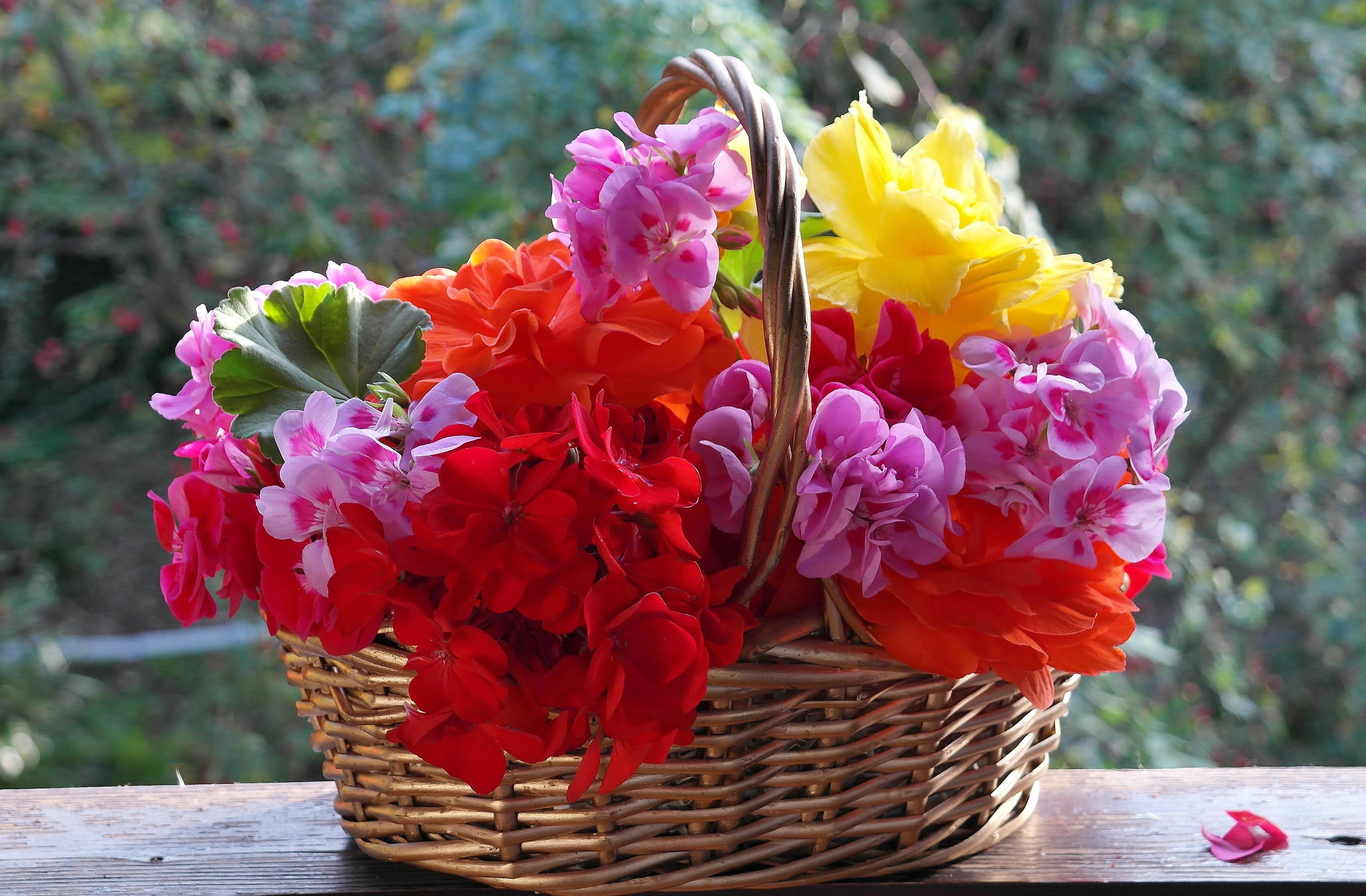 4624x3034 Petunia 4K wallpaper for your desktop or mobile screen free and easy to download