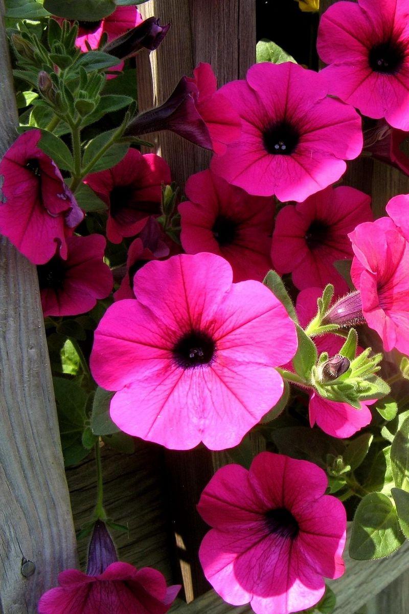Petunia Wallpapers - Top Free Petunia Backgrounds - WallpaperAccess