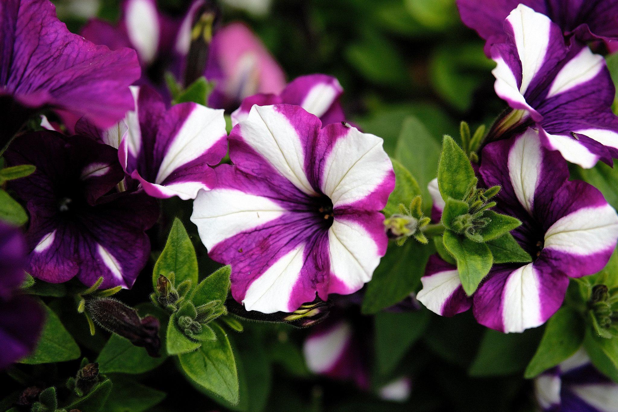 Serene Petunia Seeds Online Artwork in HD Serene Petunia Seeds Online Artwork in HD