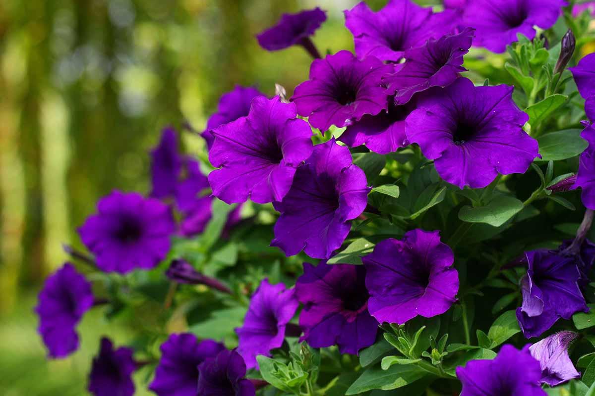 Petunia Wallpapers - Top Free Petunia Backgrounds - WallpaperAccess