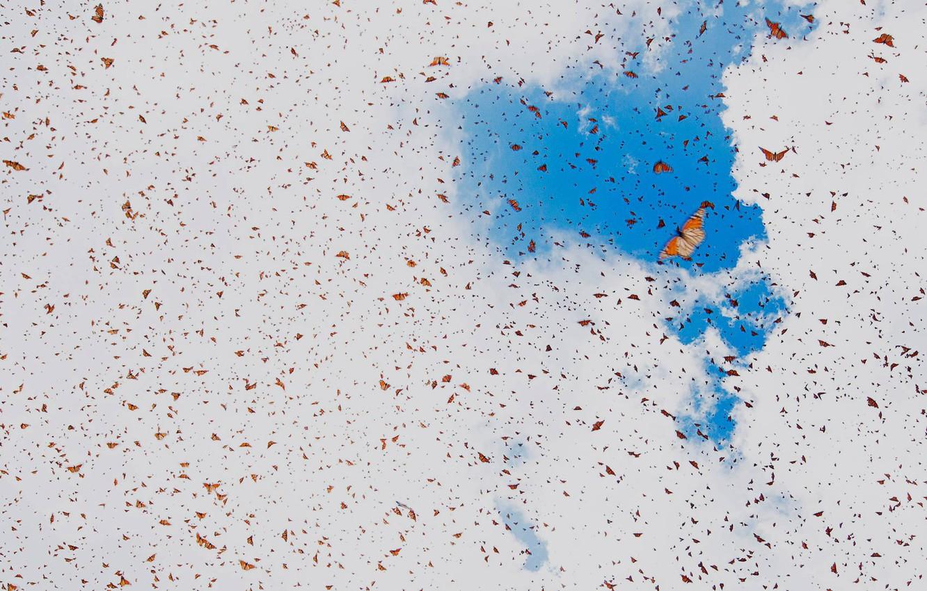1332x850 Wallpaper the sky, clouds, butterfly, insects, Mexico, the monarch, Michoacan image for desktop, section животные