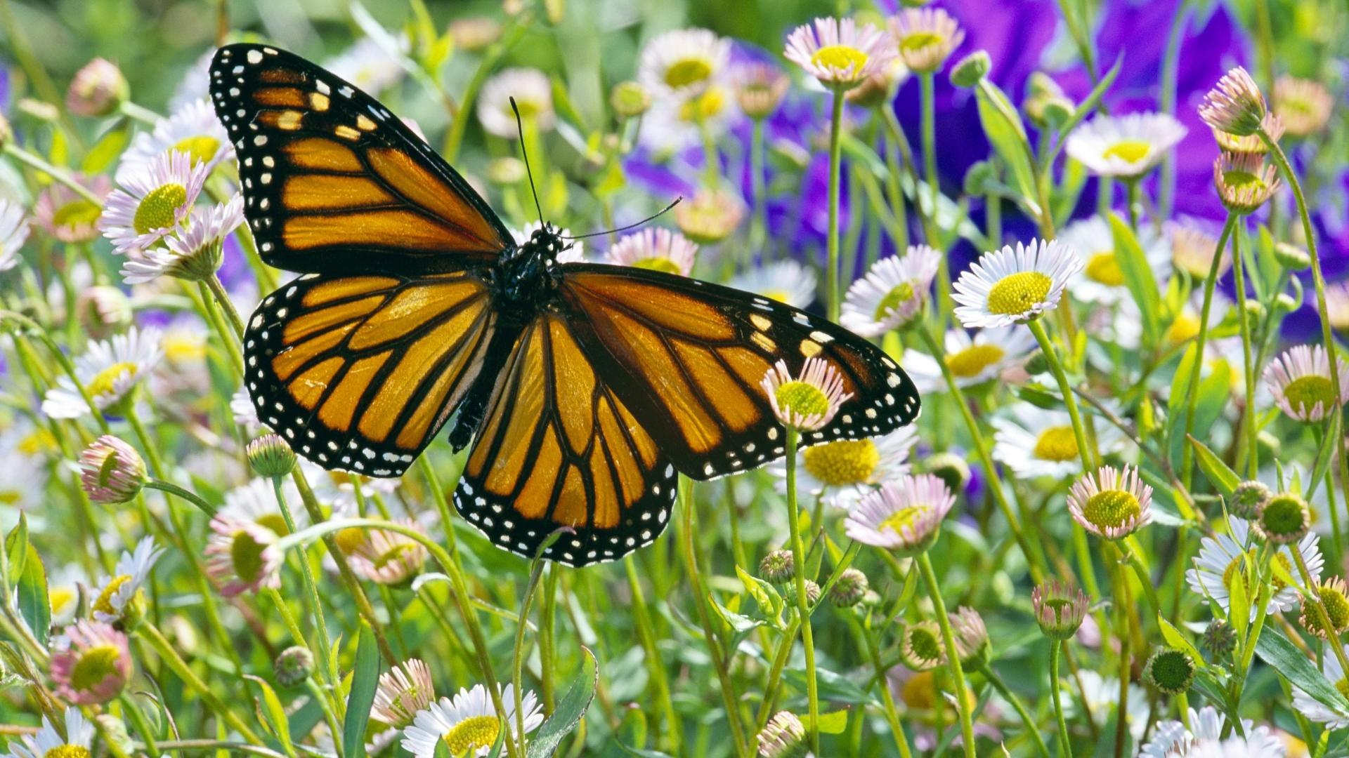 1920x1080 Download Wallpaper, Download 2560x1440 butterfly daisy monarch 1920x1080 wallpaper Animals HD Wallpaper, Hi Res Animals Wallpaper, High Definition Wallpaper