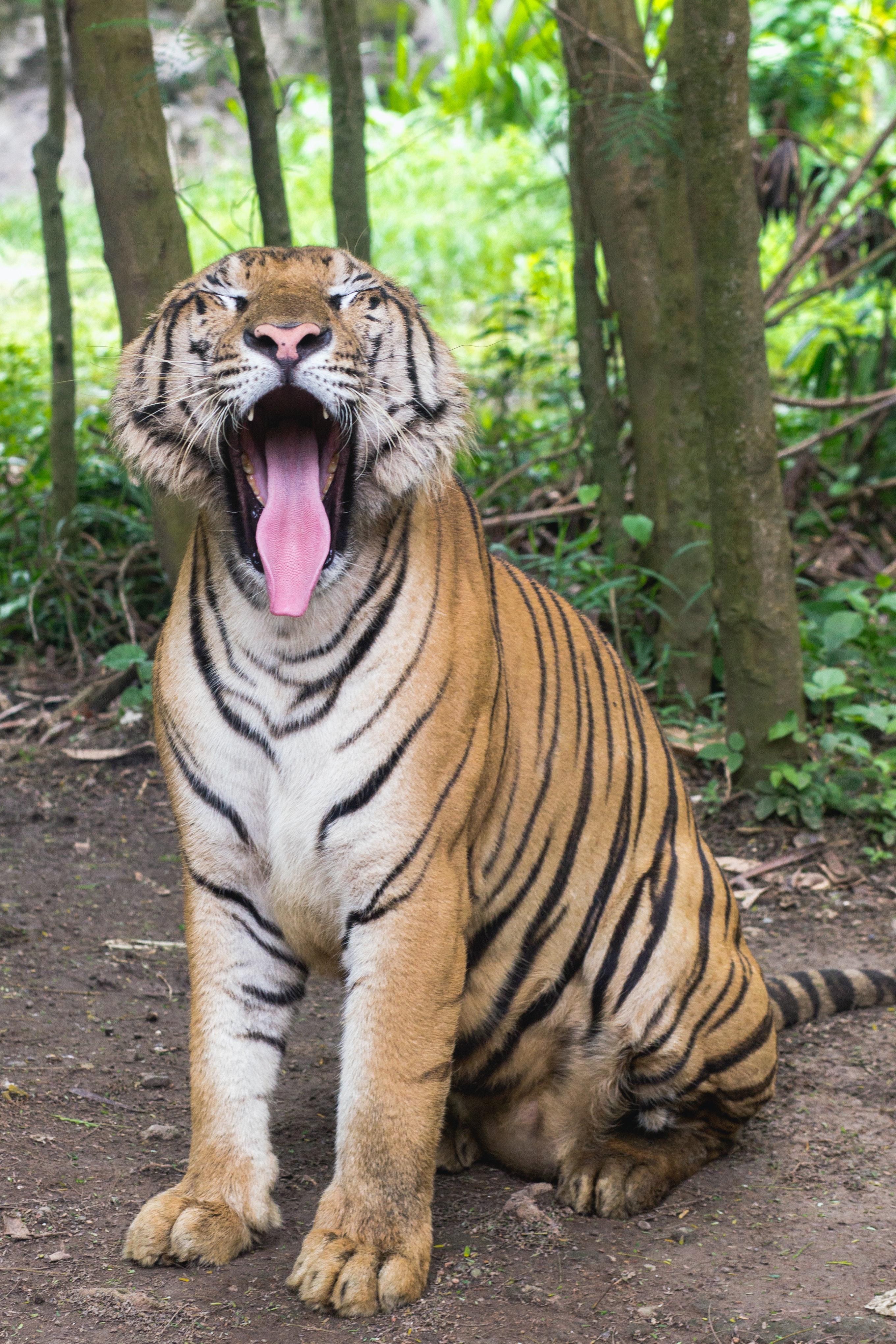 2721x4082 Bengal Tiger Photo, Download The BEST Free Bengal Tiger & HD Image