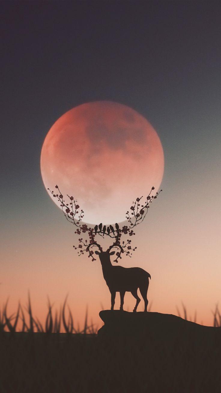 736x1308 iPhone. Deer wallpaper, Nature wallpaper, Animal wallpaper. Deer wallpaper, Nature wallpaper, Animal wallpaper