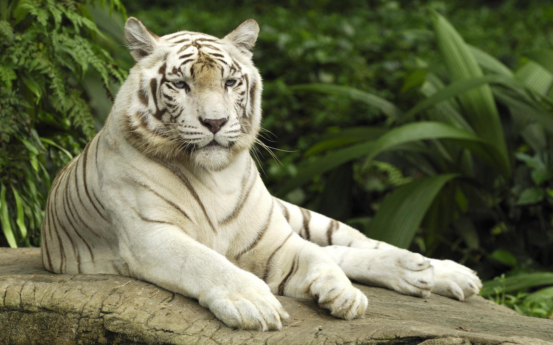 1920x1200 Nature Animals HD wallpaper