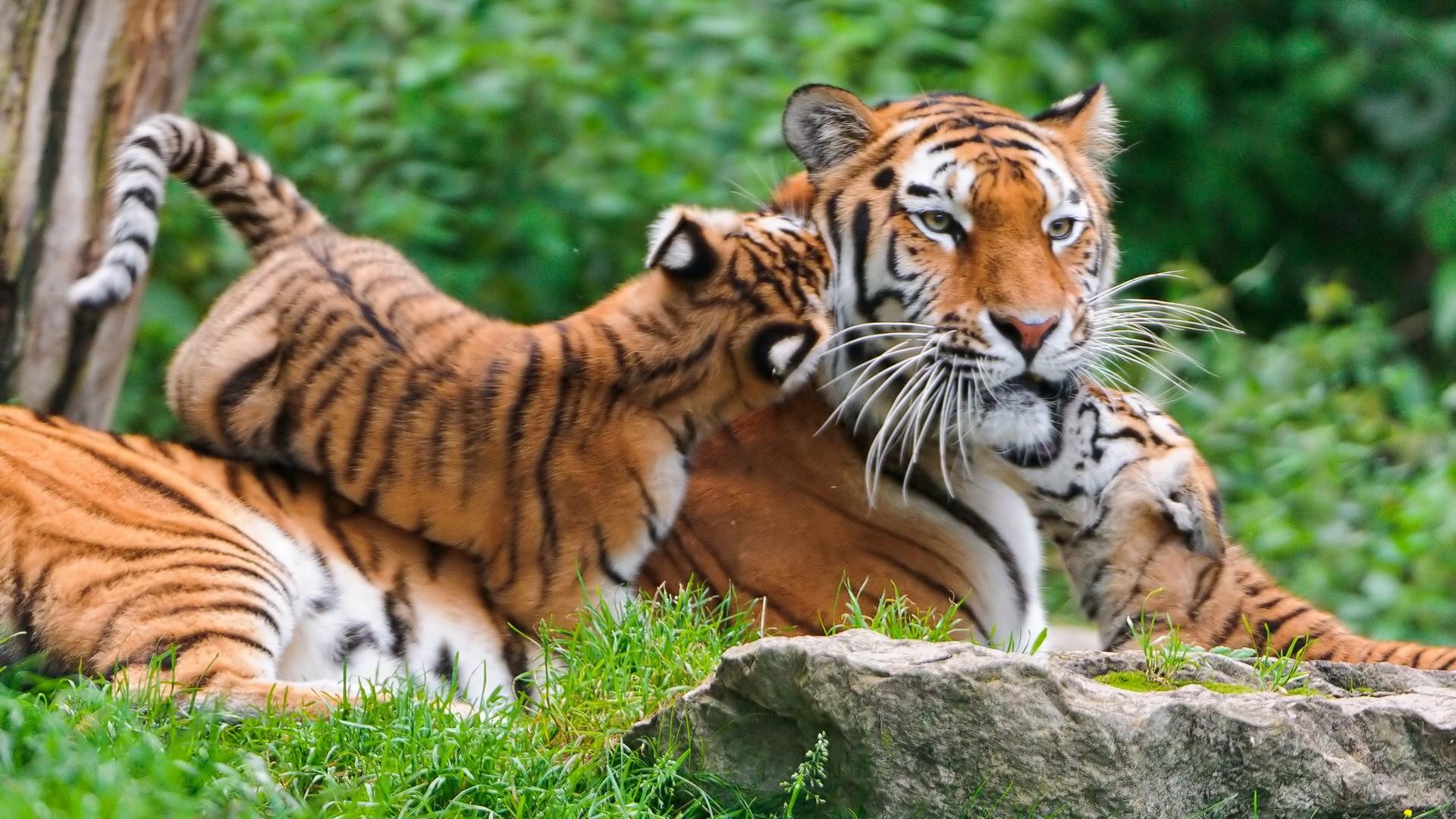 1920x1080 Nature Animals Wallpaper 3. Welcome To Dieudonne Madishon NGAYA's Blog