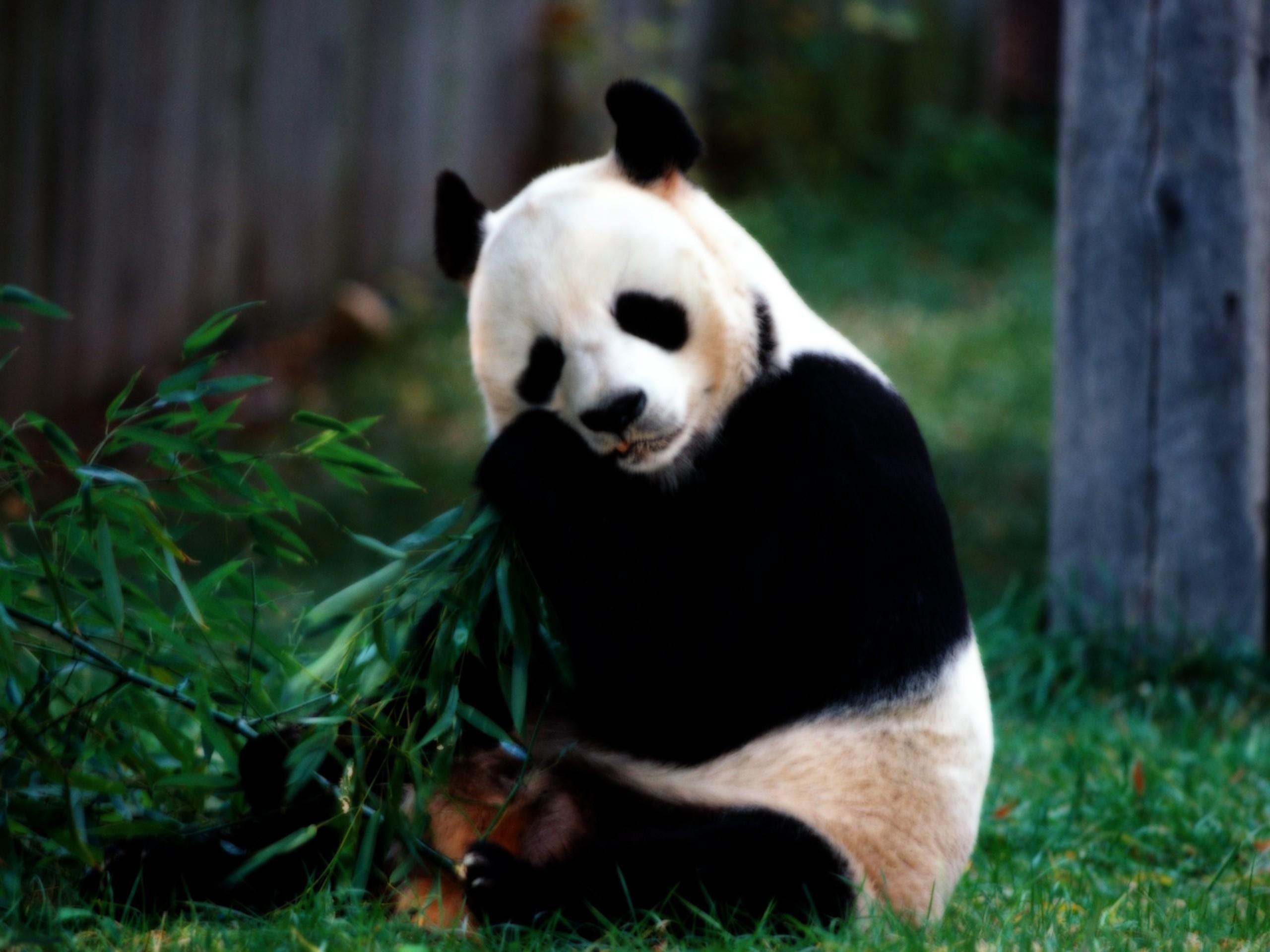 2560x1920 Download Wallpaper, Download 2560x1920 nature animals panda bears 2560x1920 wallpaper Animals HD Wallpaper, Hi Res Animals Wallpaper, High Definition Wallpaper