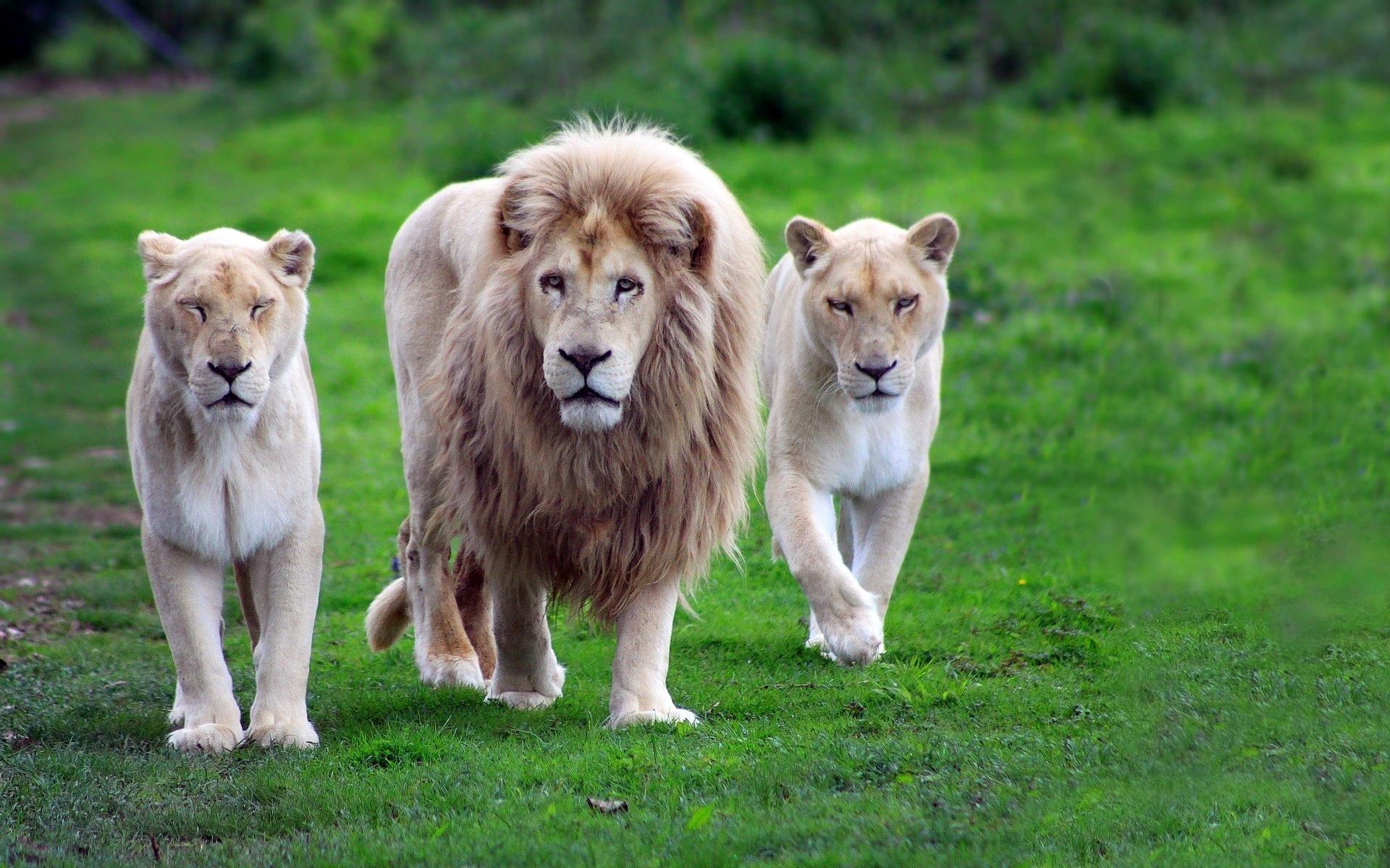 1920x1200 Animal HD Wallpaper and Background