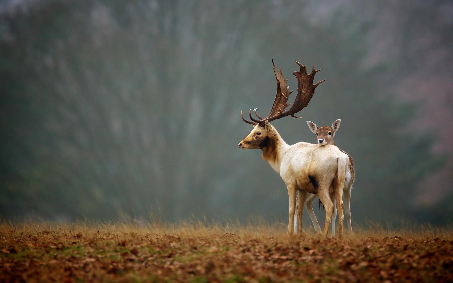 1920x1200 deer animals nature
