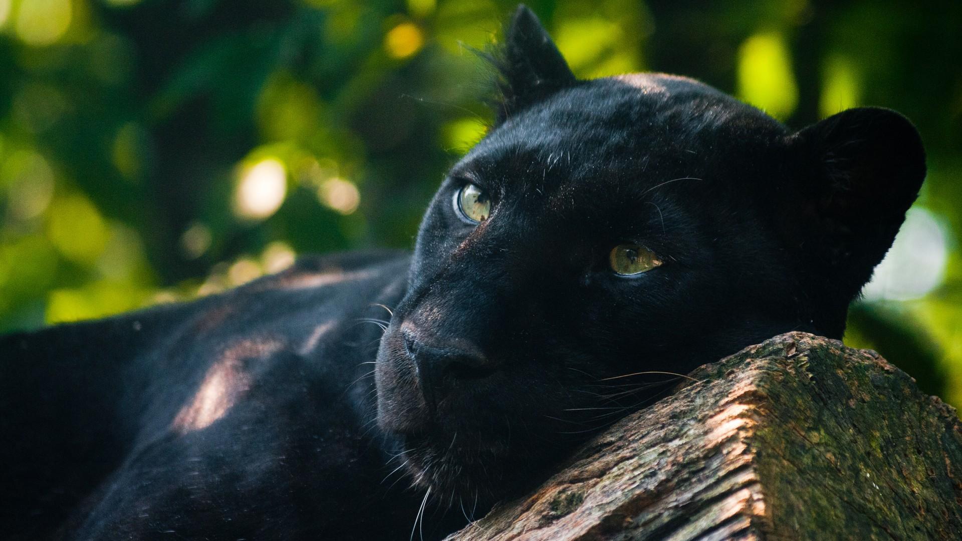 1920x1080 Free download Nature Animals Wallpaper 1920x1080 Nature Animals Panthers Black [1920x1080] for your Desktop, Mobile & Tablet. Explore Animal Nature Wallpaper. Free Animal Wallpaper, Free Butterfly