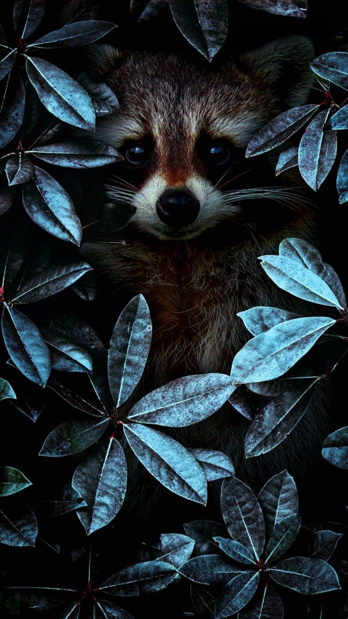 700x1244 Wallpaper. Animal wallpaper, Animal art, Cute animals