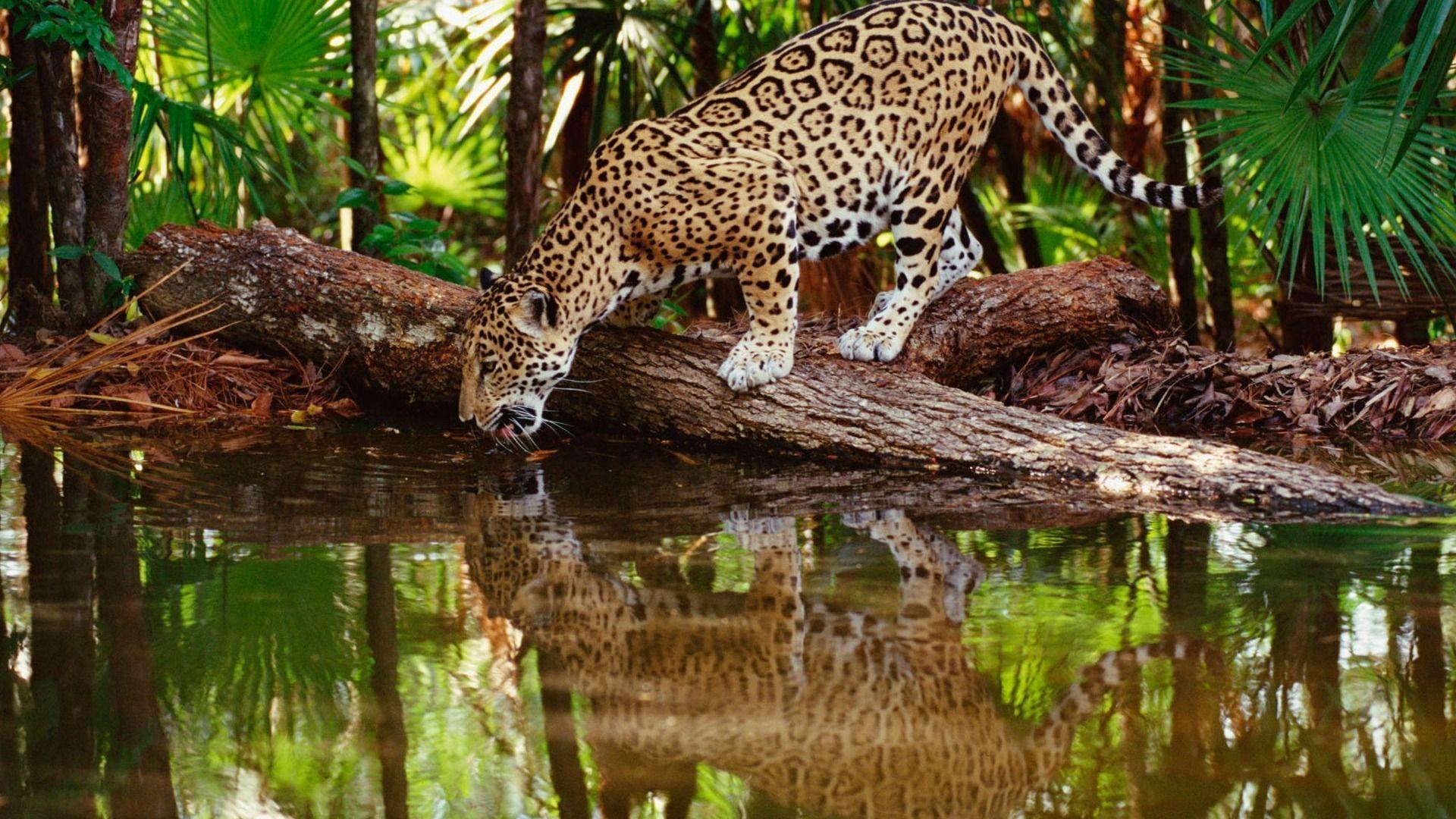1920x1080 Animals Desktop Wallpaper