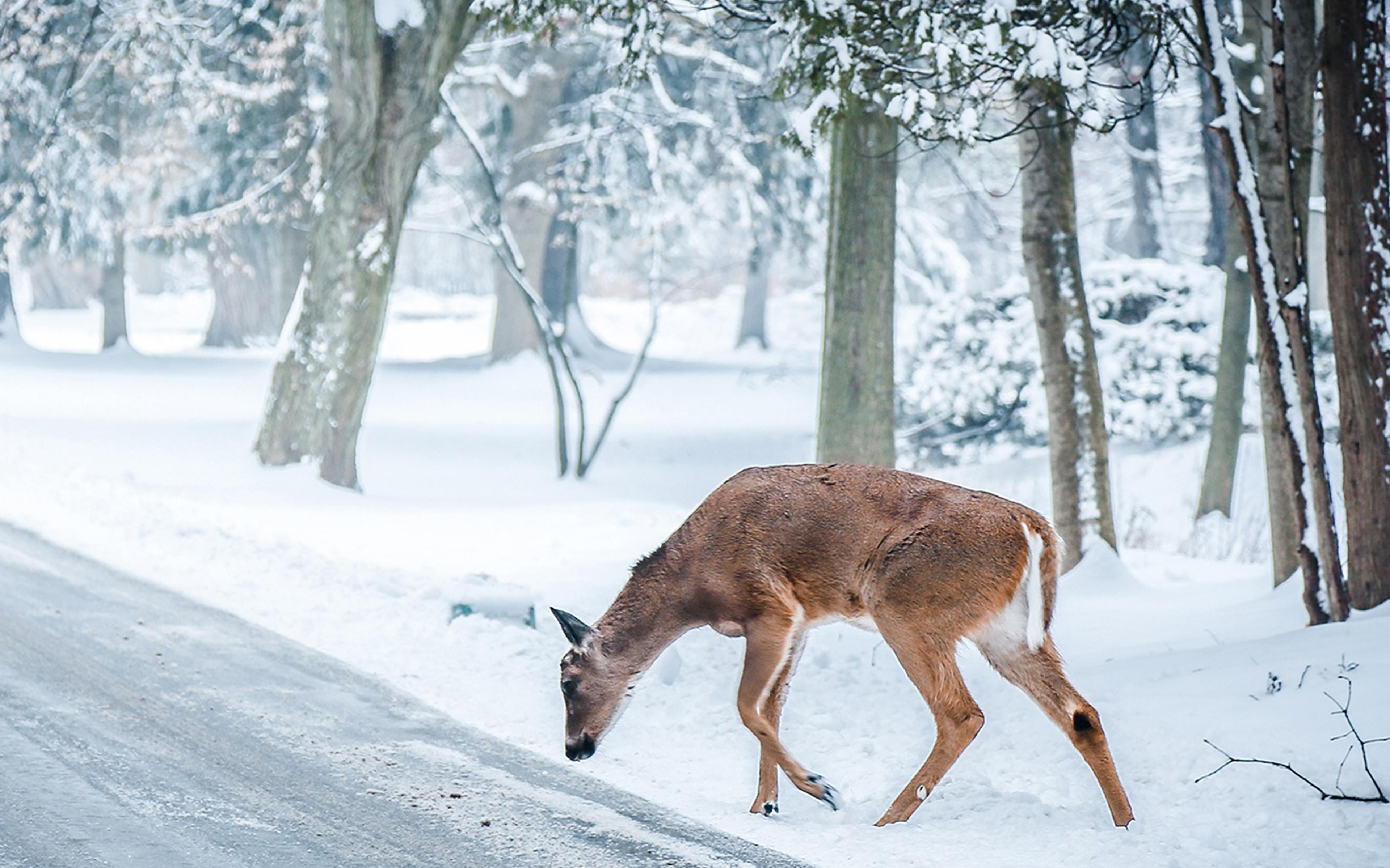 3840x2400 Christmas Deer Street Snow Winter Nature Animal Wallpaper