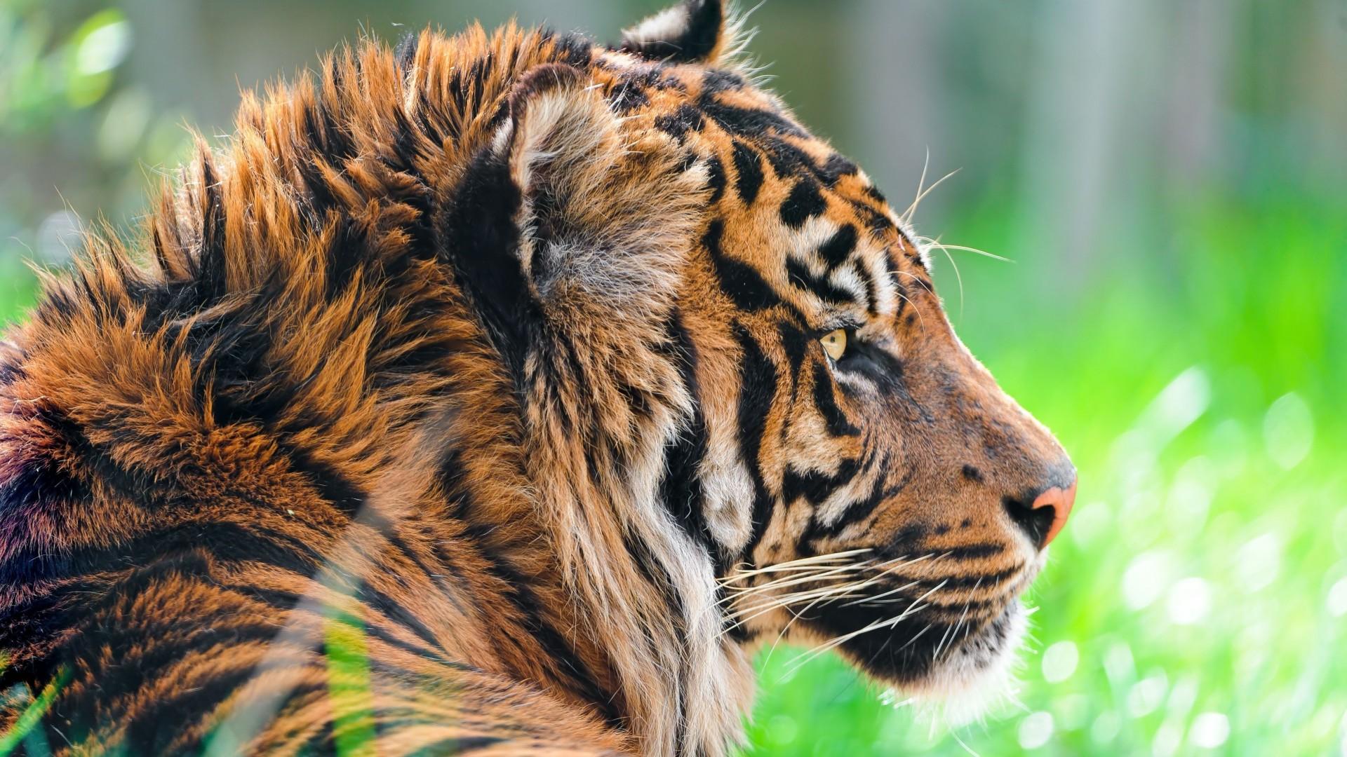 1920x1080 Wallpaper Tiger, 5k, 4k wallpaper, green grass, close, nature, wild, animal, OS