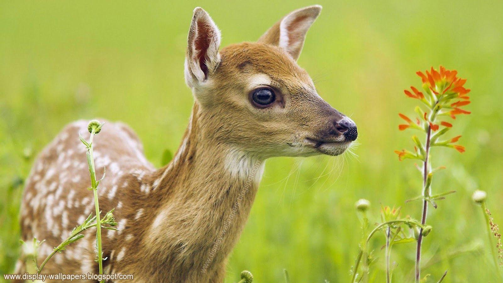 1600x900 Animal Wallpaper