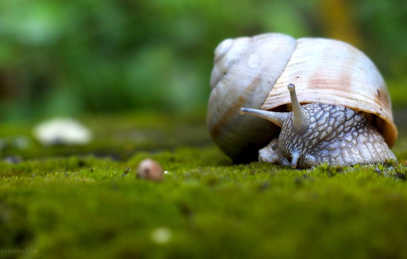 1332x850 Wallpaper Nature, Wallpaper, Animal image for desktop, section животные