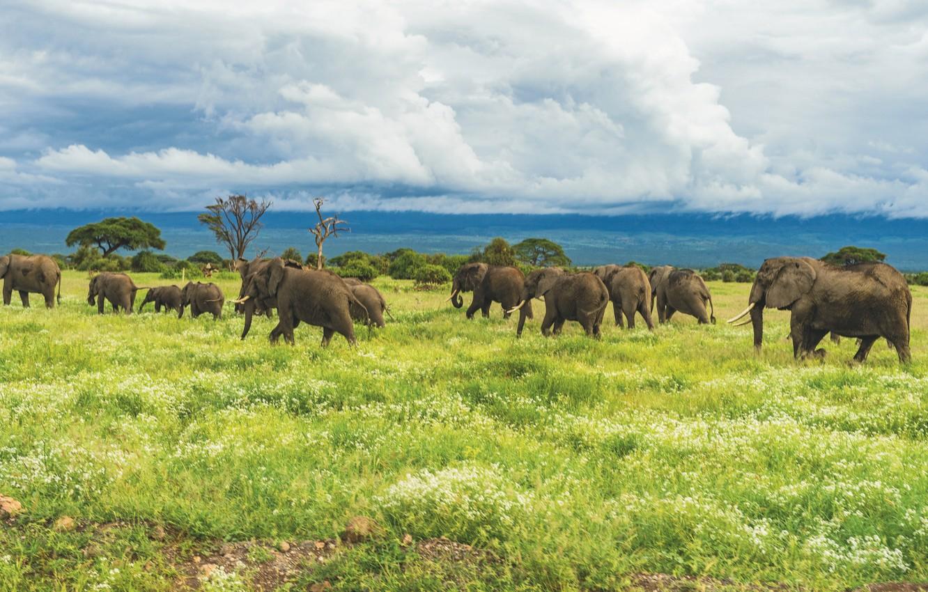 1332x850 Wallpaper Nature, Landscape, Animal image for desktop, section животные
