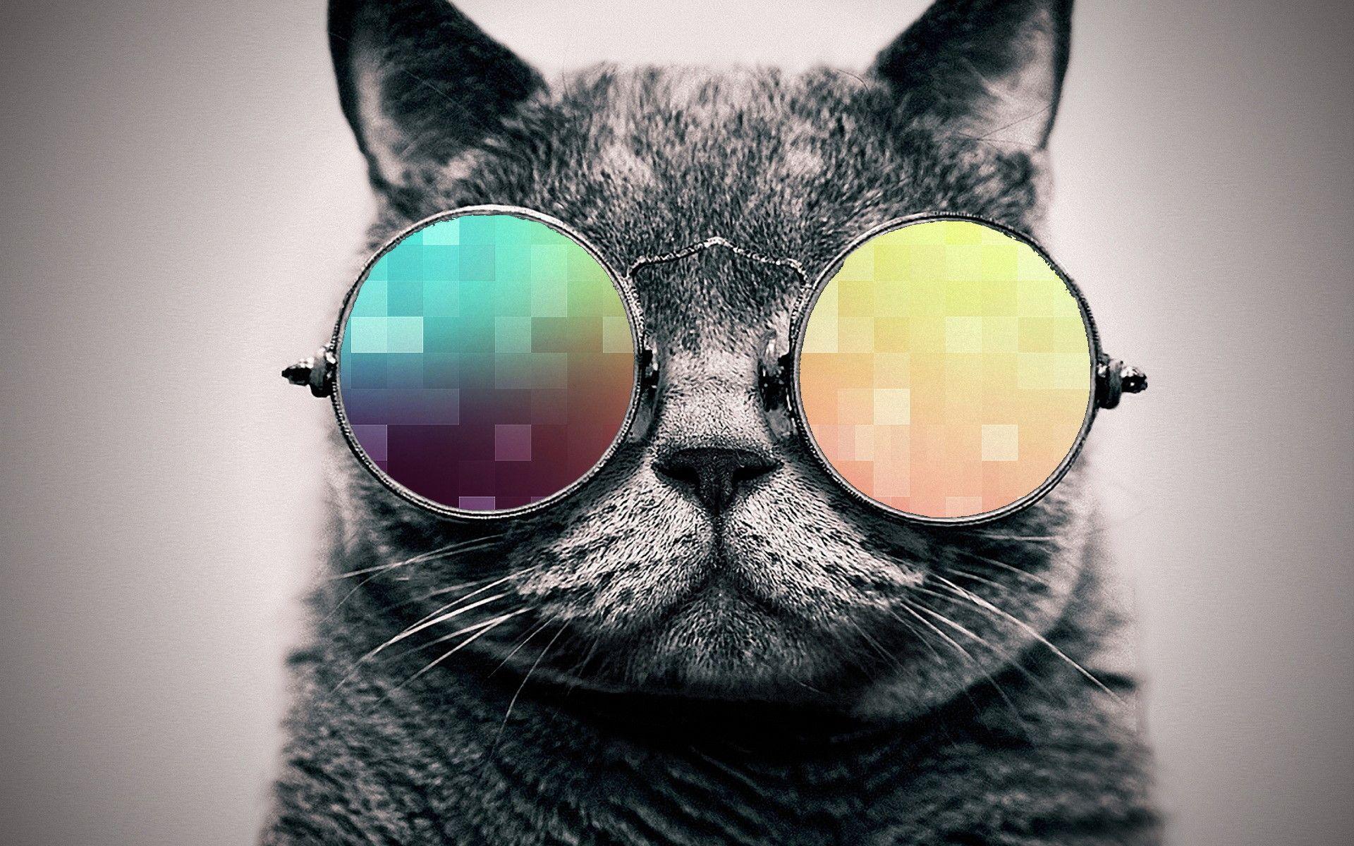 Cool cat Wallpaper Download  MOONAZ