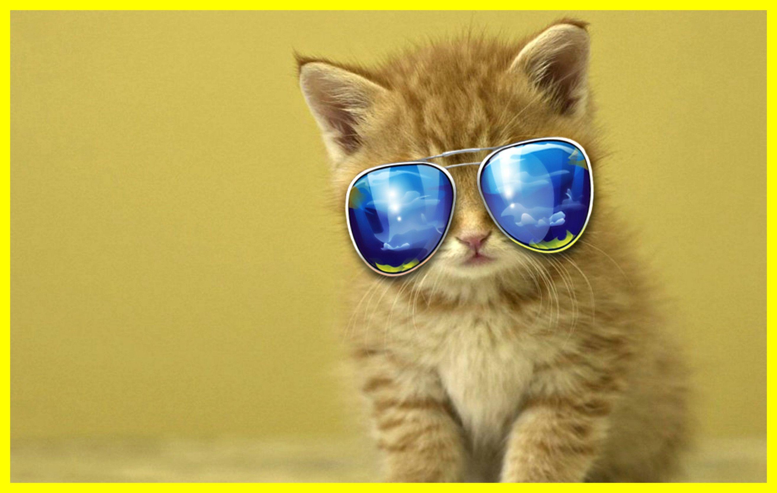 2628x1668 Appealing Cool Cat Wallpaper Picture For Best Cute Style And Trends