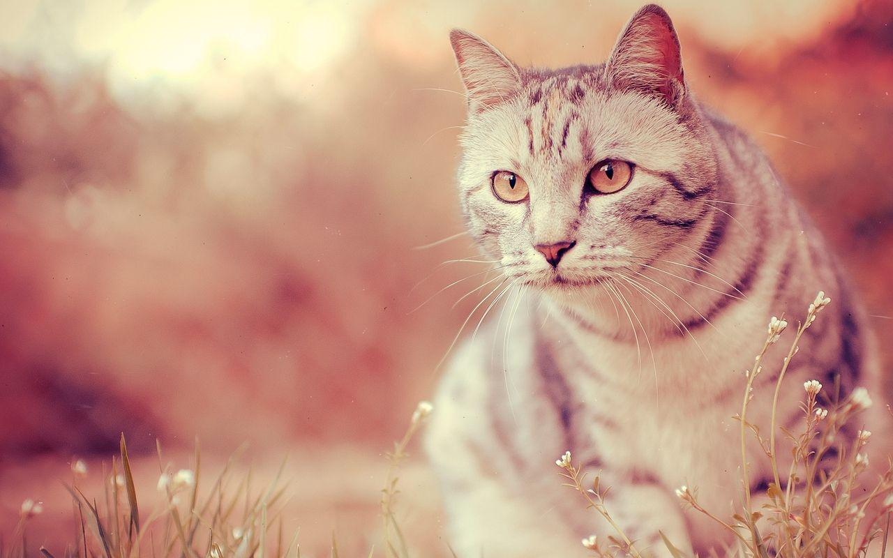 1280x800 Cool Cat wallpaper