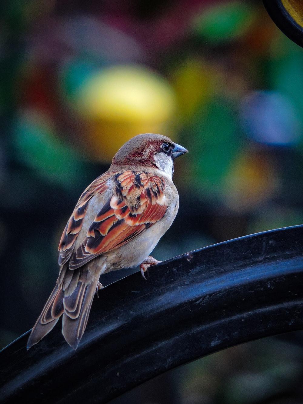 Sparrow Bird Wallpapers - Top Free Sparrow Bird Backgrounds -  WallpaperAccess